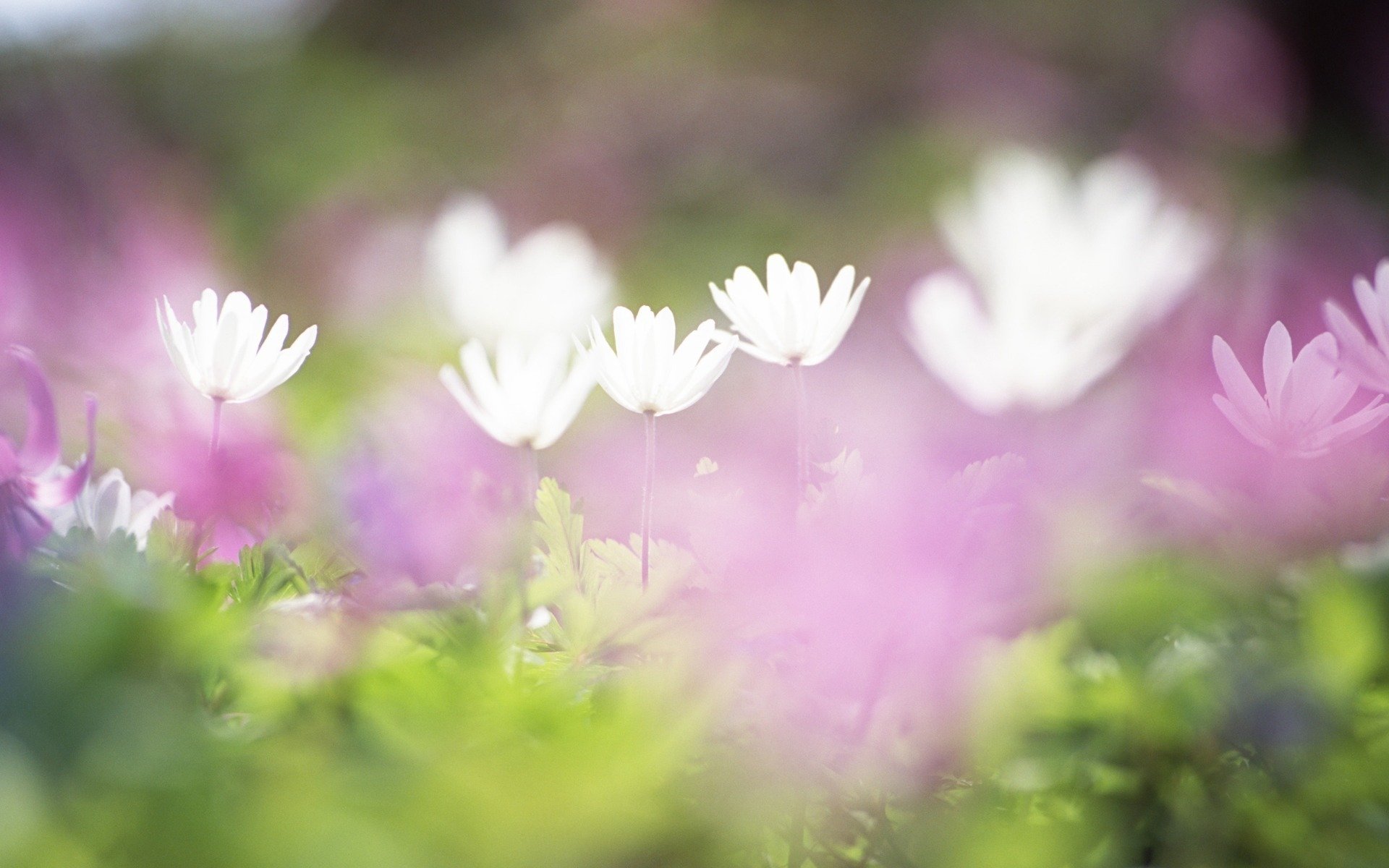 fleurs blanc lilas herbe champ tendresse flou