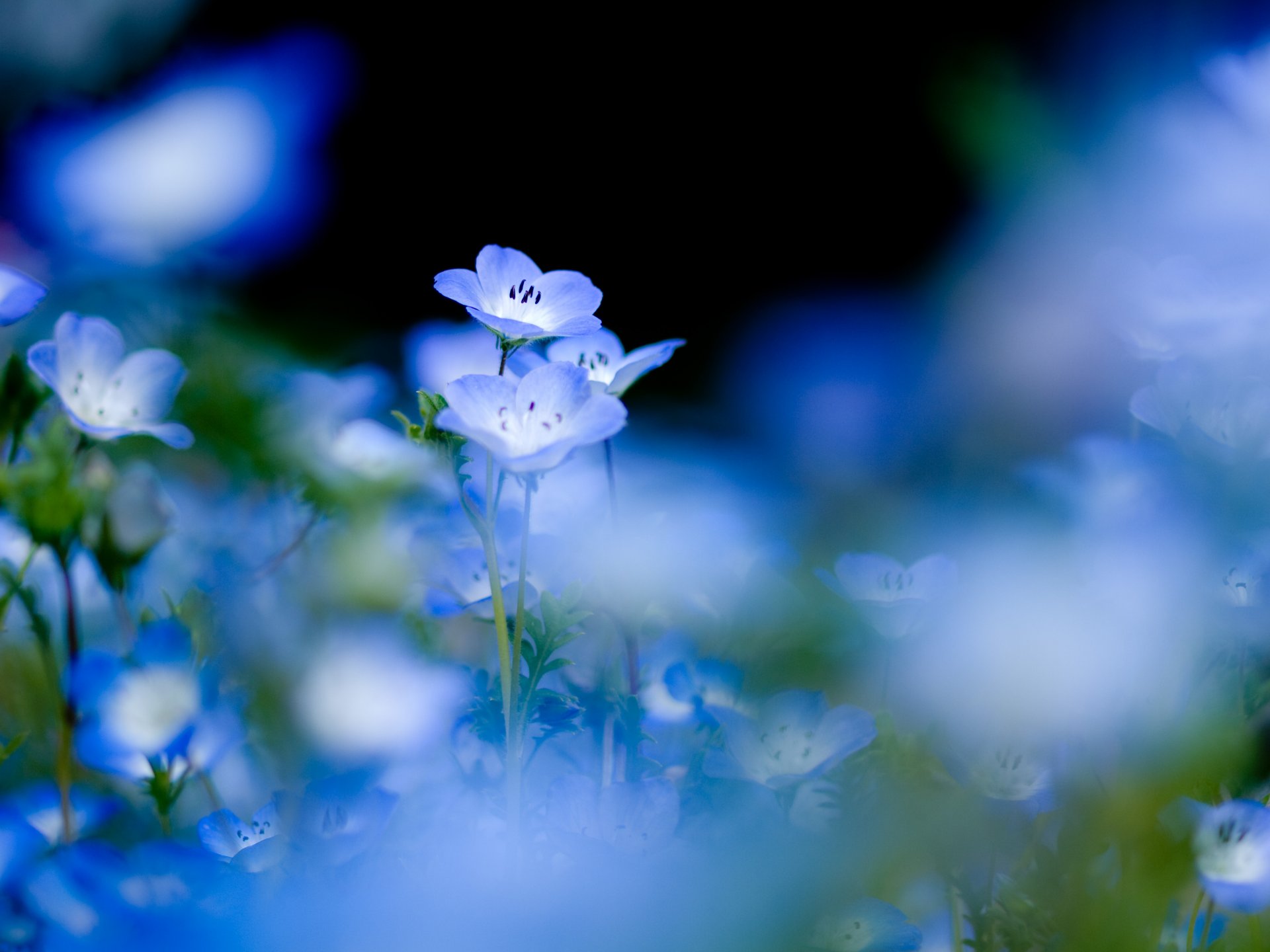 fiori blu blu piante natura tenerezza sfondo nero