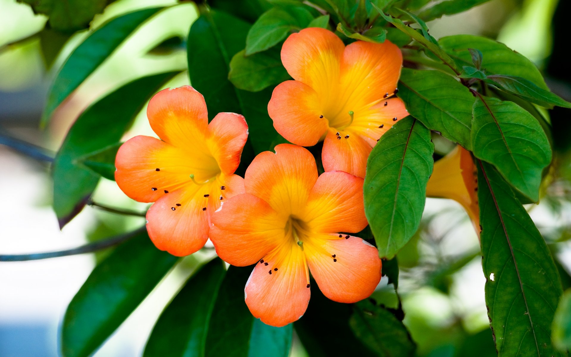 orange flowers petals plant flower