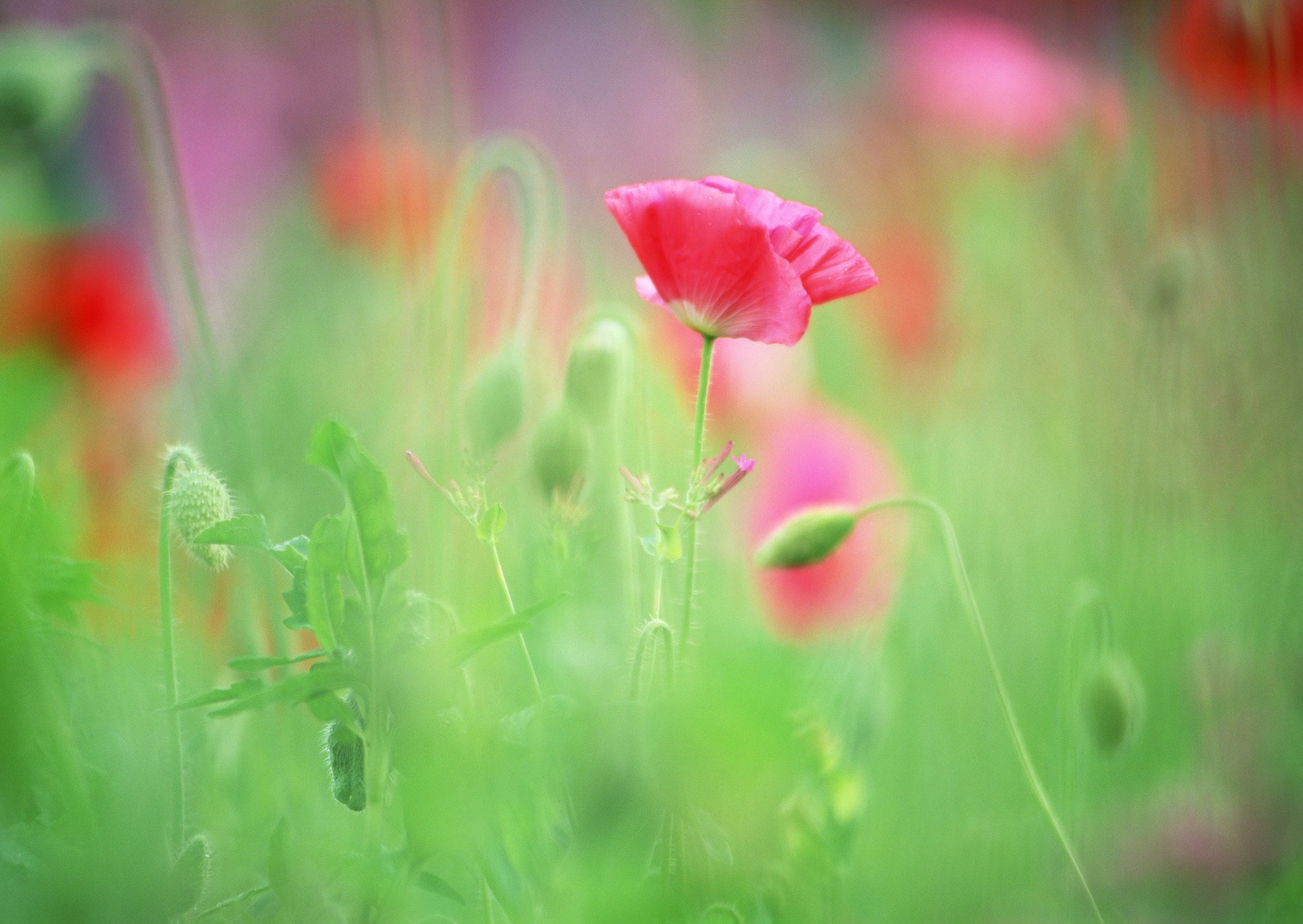 flores amapolas brotes hierba verde jugoso