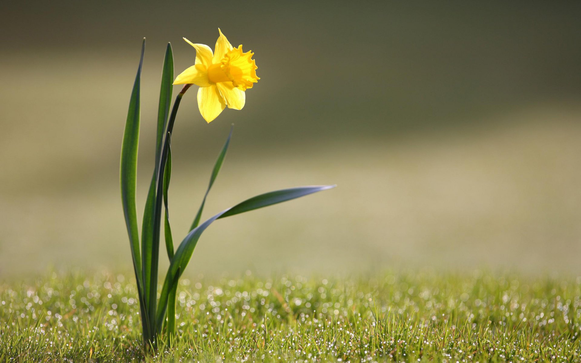 blumen gras natur