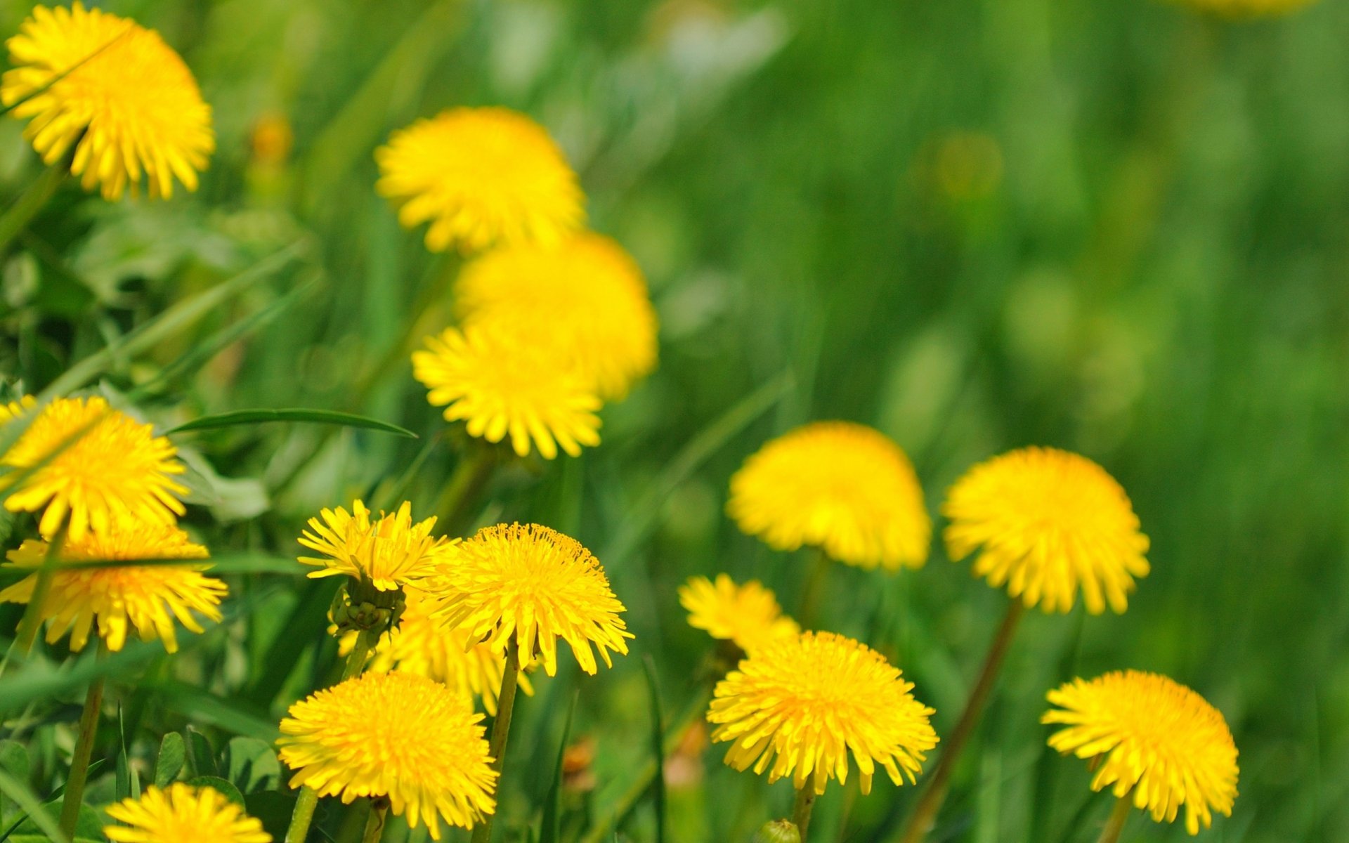 fioritura denti di leone primavera