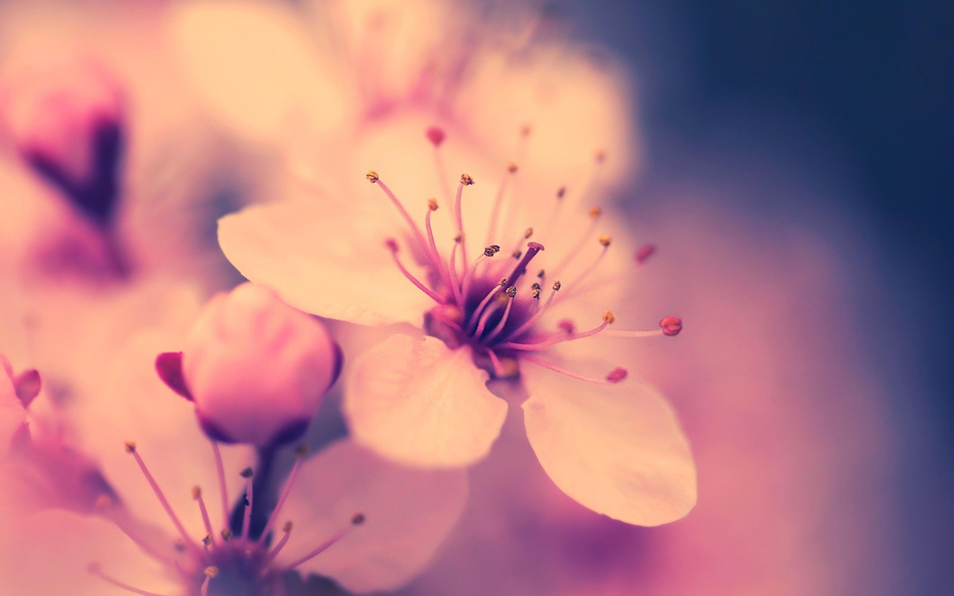 close up flower cherry sakura pink spring bloom