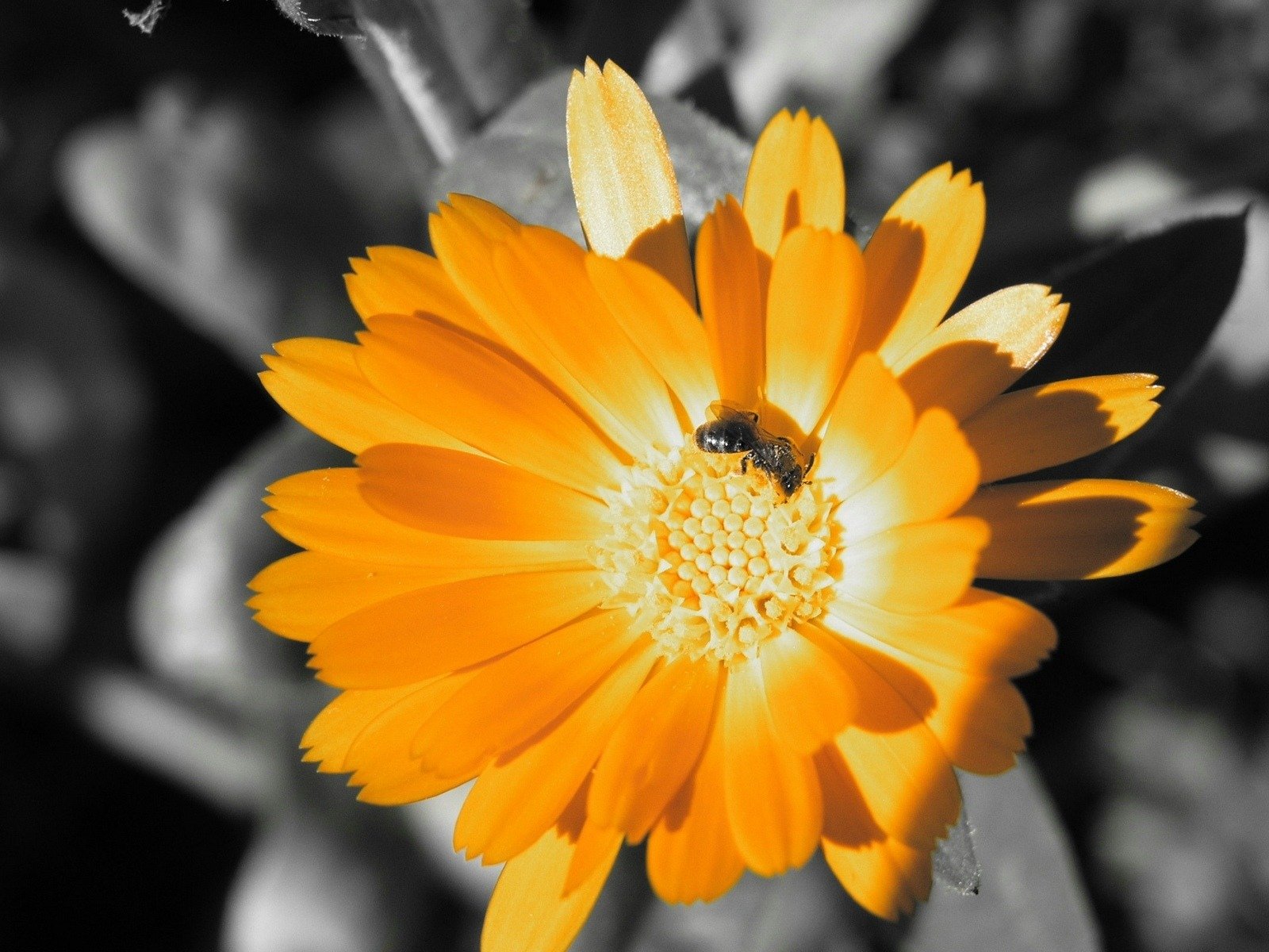 black and white bee nectar flower