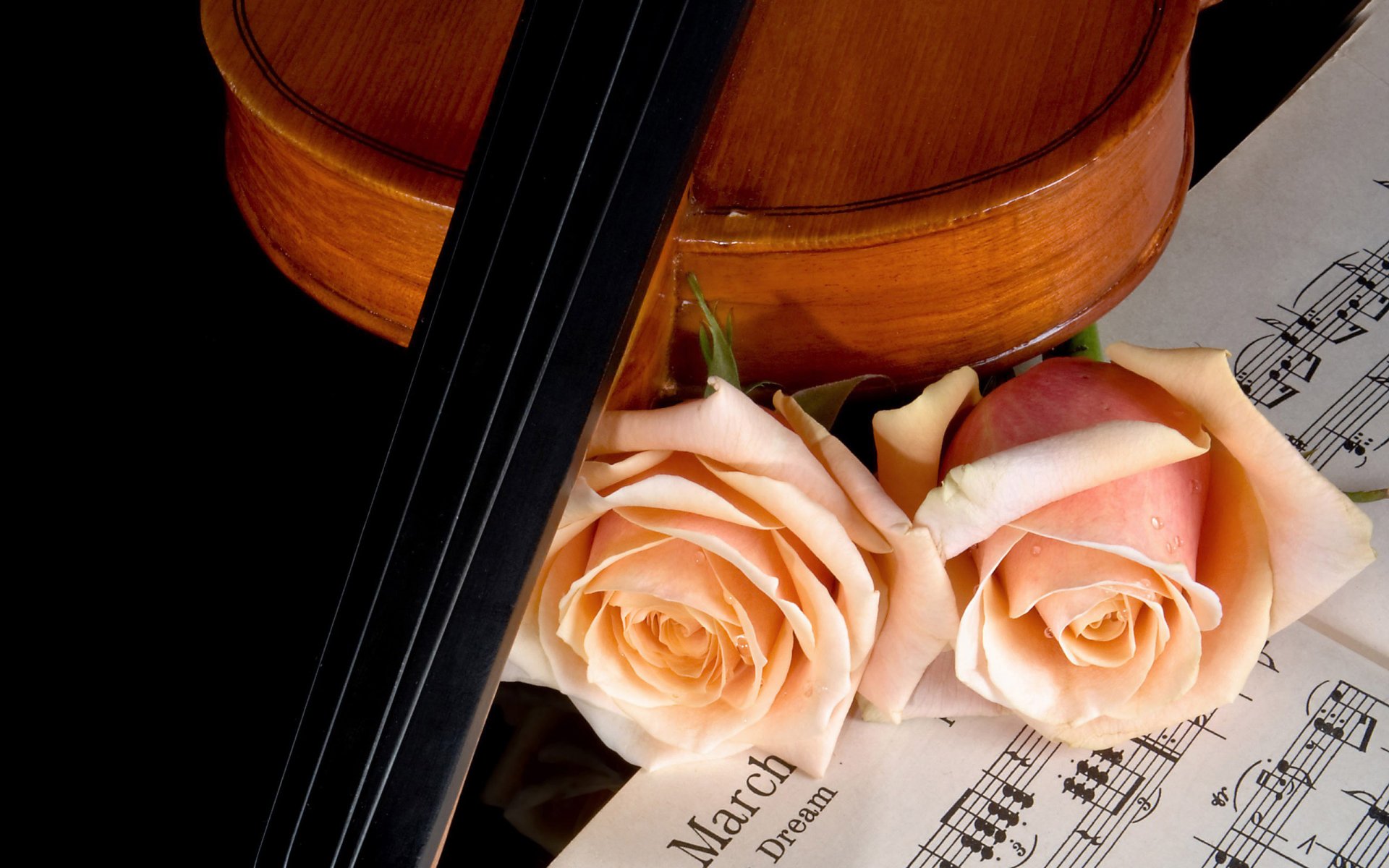 violon musique roses notes beauté