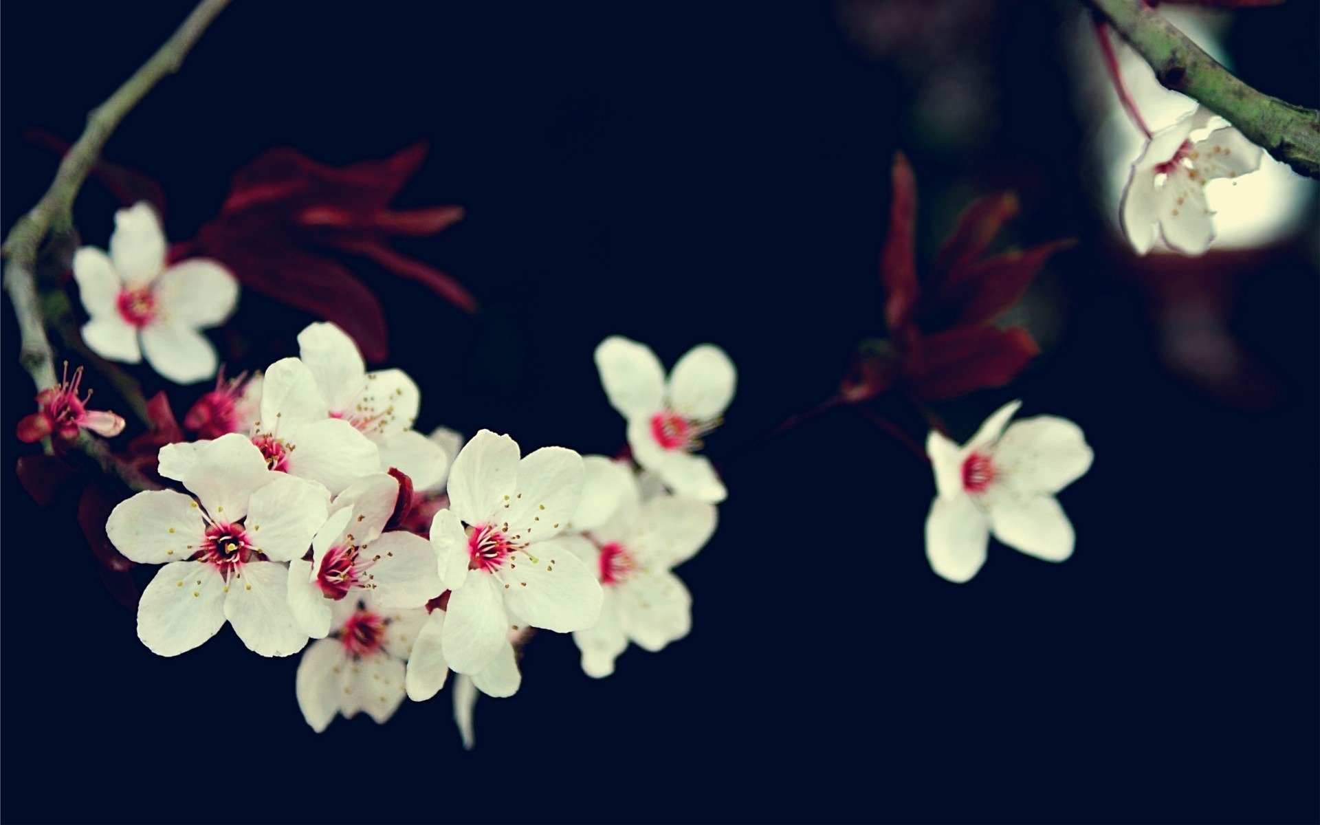 branche cerise sakura fleurs blanc