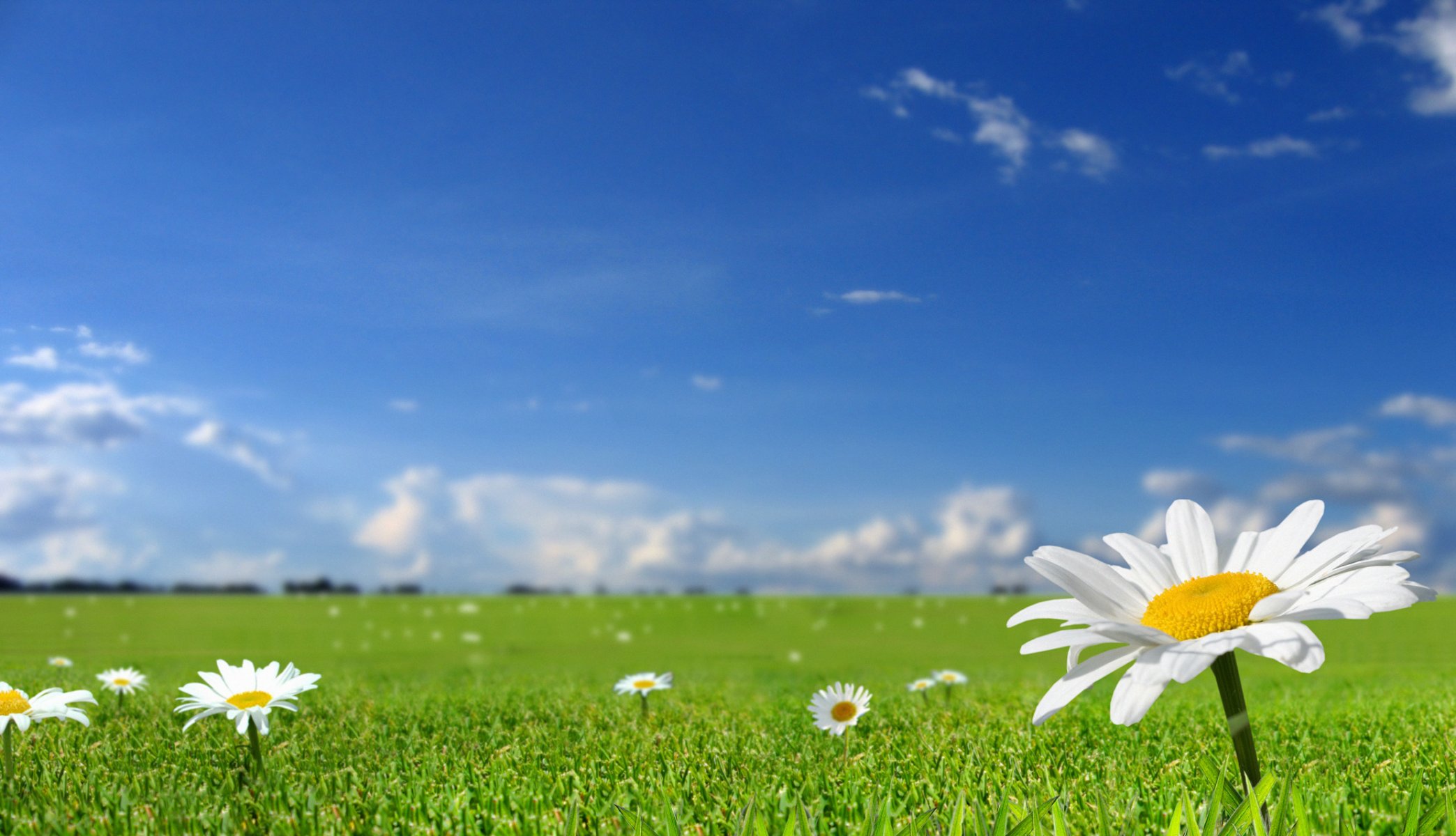 flower the field grass nature spring summer sun sky