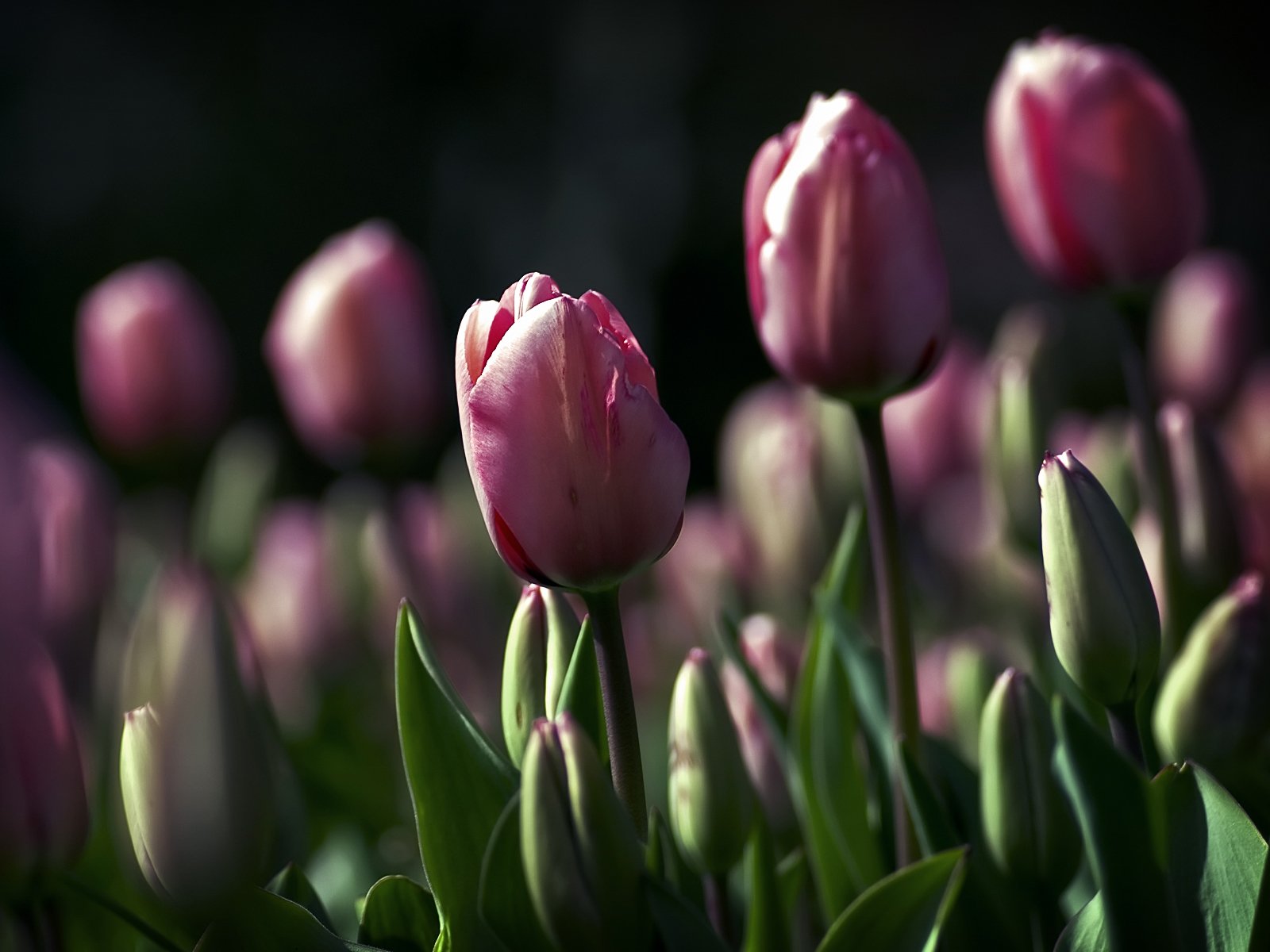 flower tulips green leave