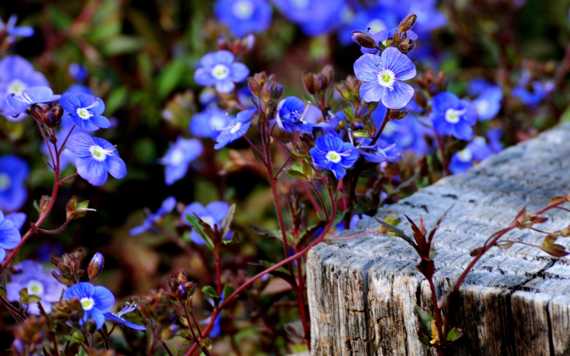 flores pequeñas azules