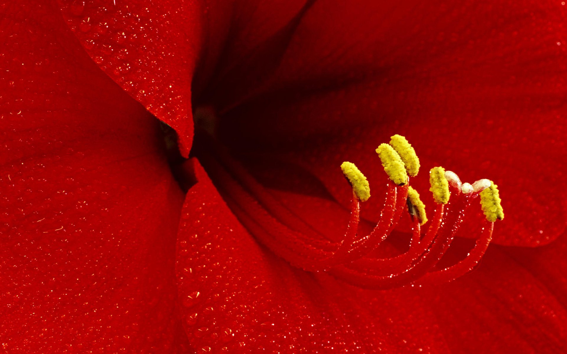 flor lirio pistilo estambres