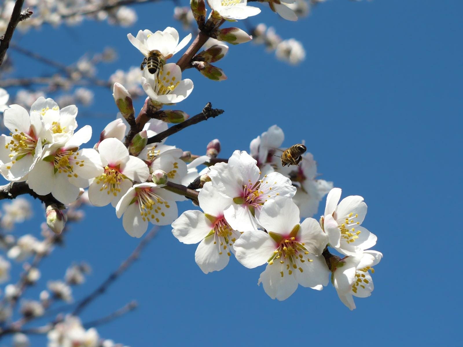 weiß blumen bienen