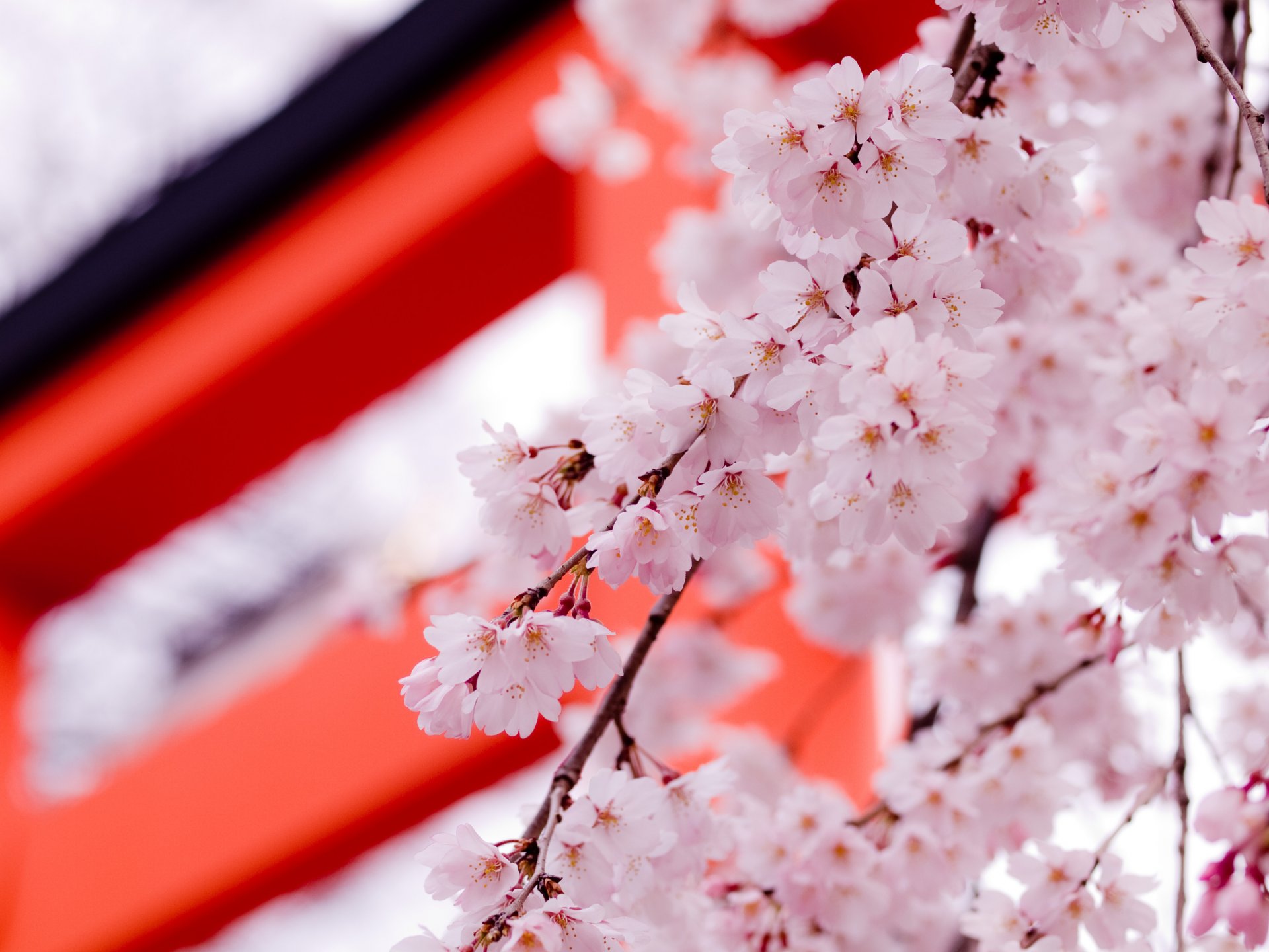 sakura petali fiori rosa primavera bellezza