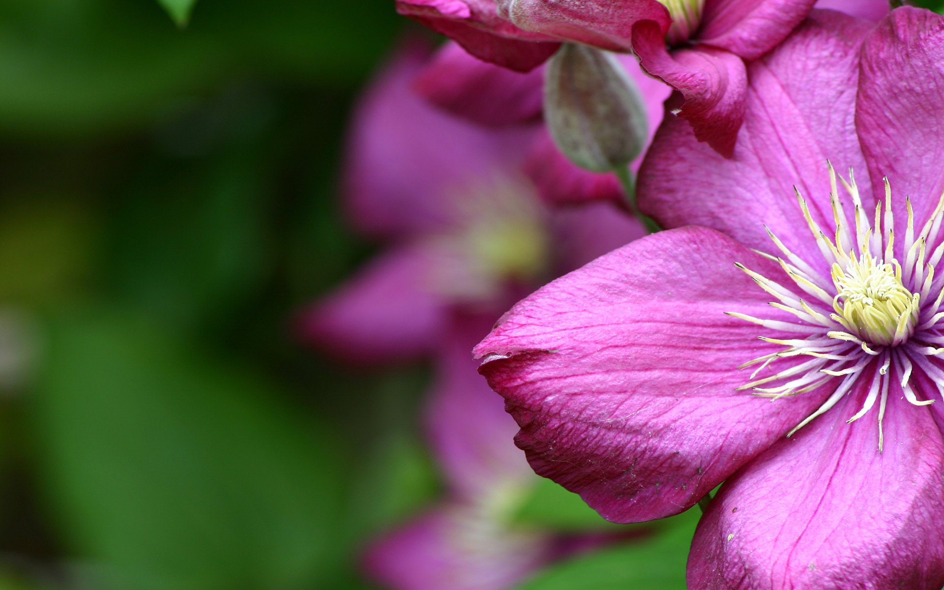 close up flower blur