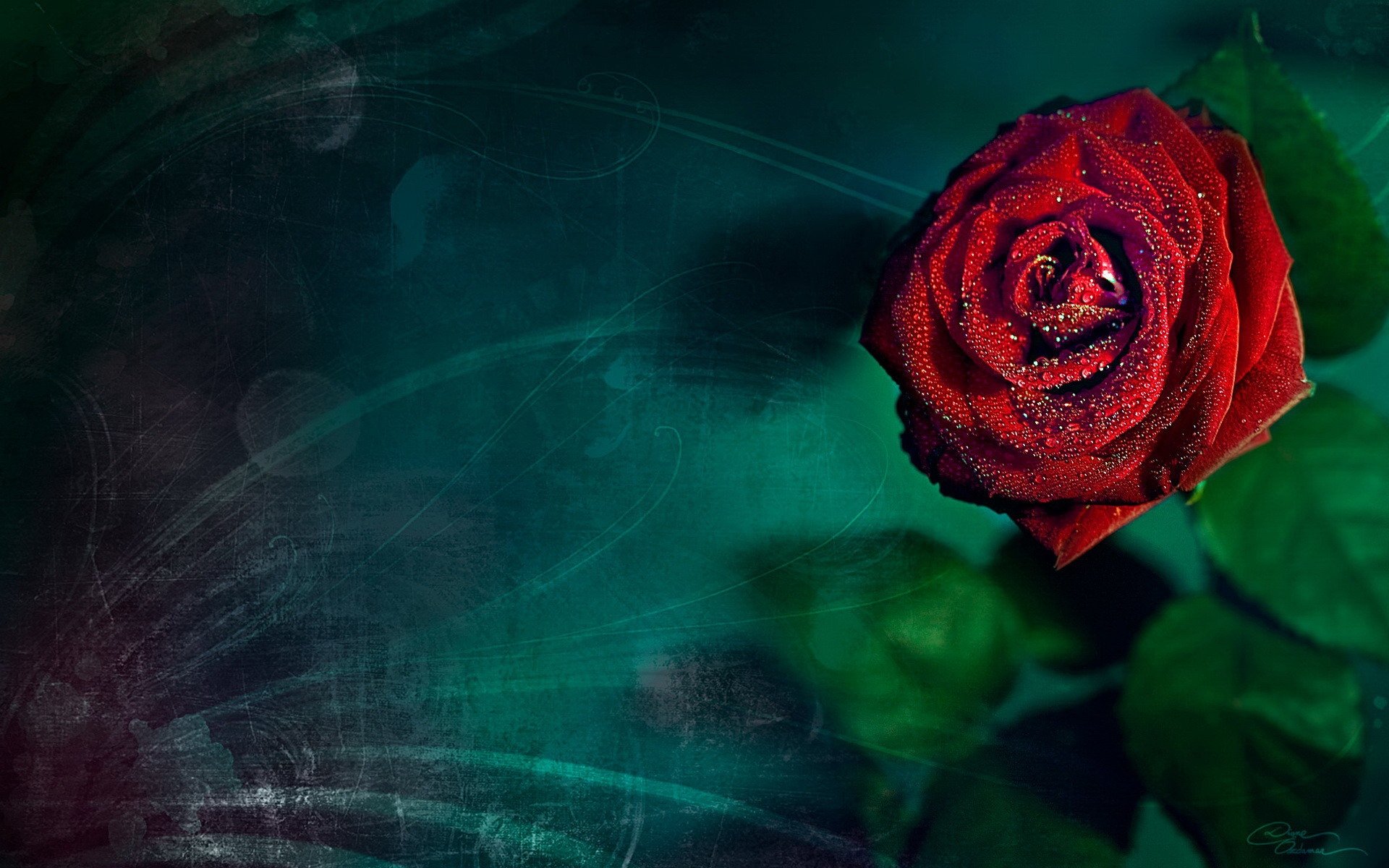 rose to turquoise background