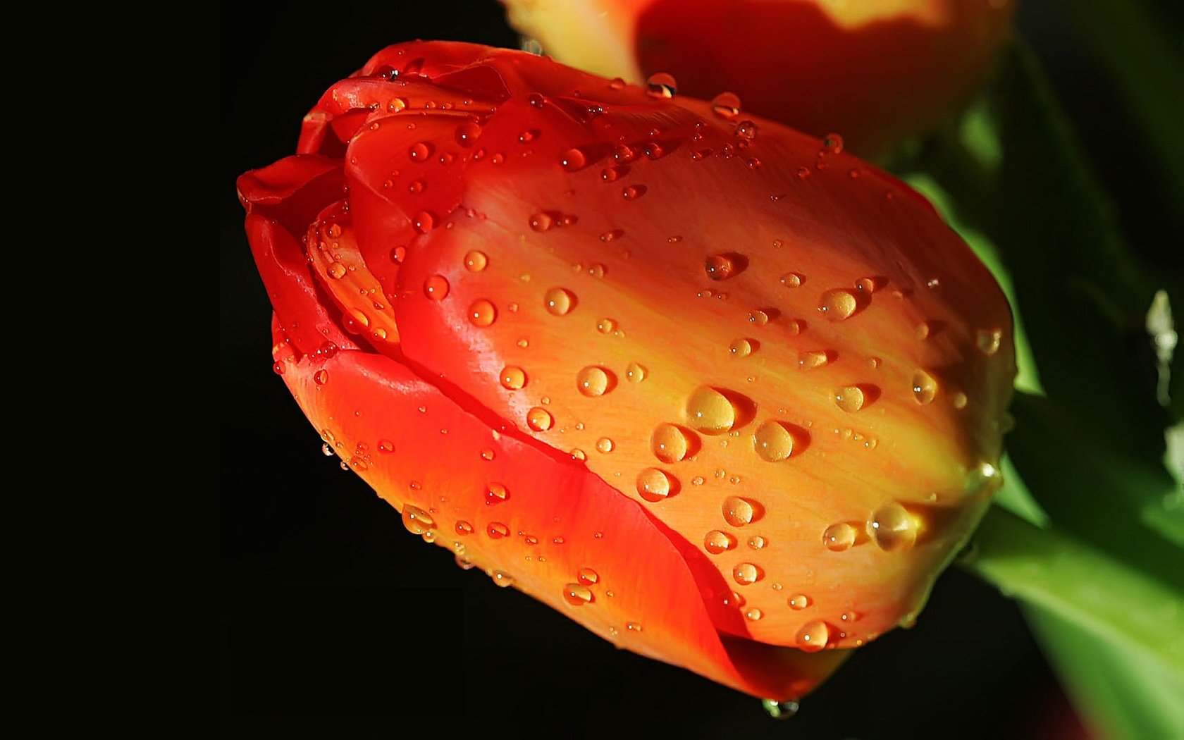 tulipán rojo gotas