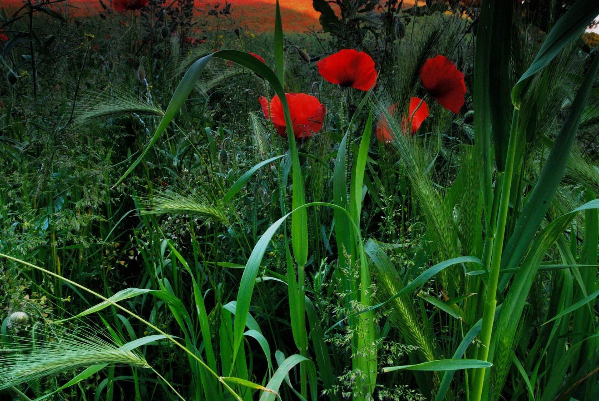 rohrro mohn feld ähren