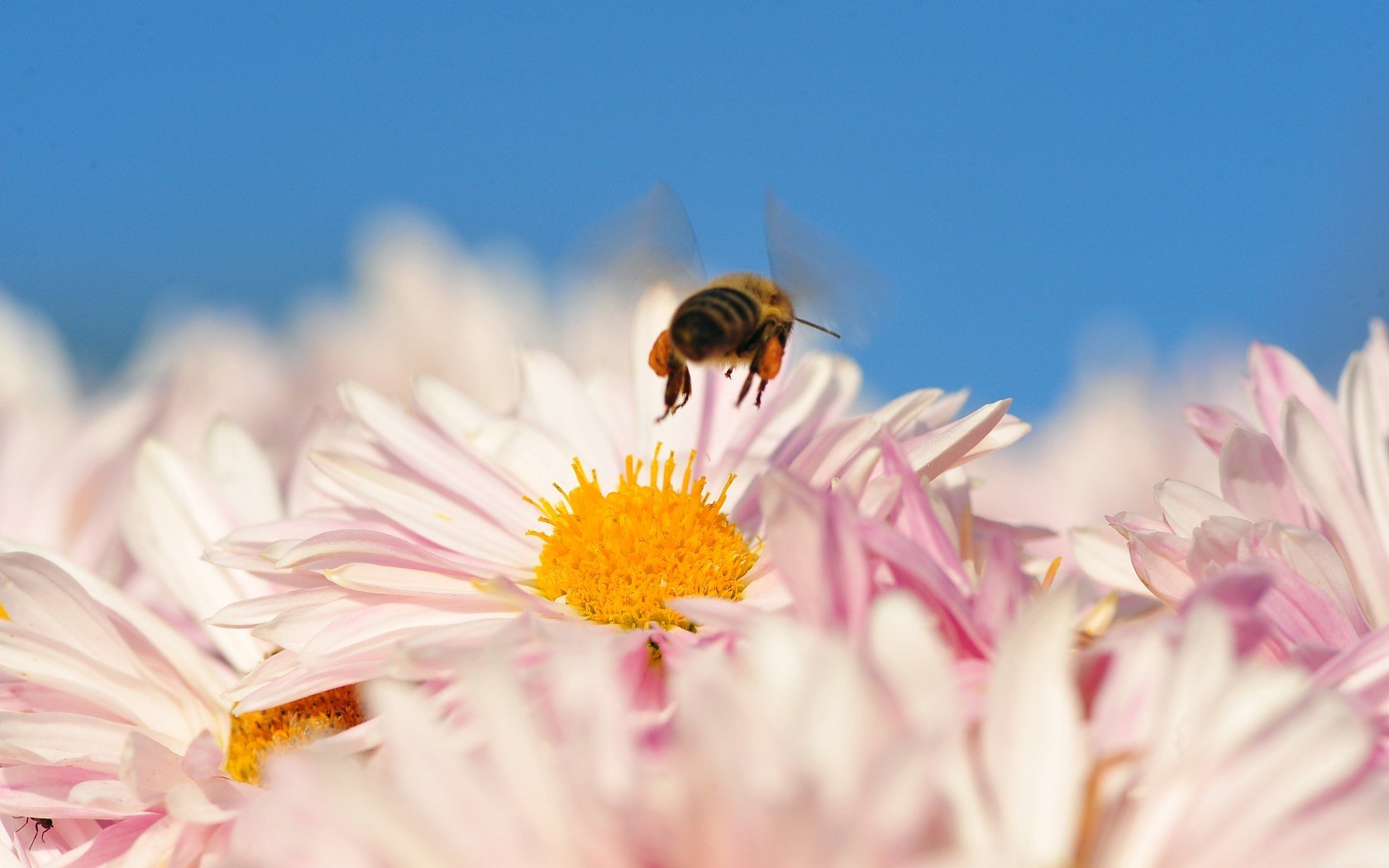 abeille derrière vole