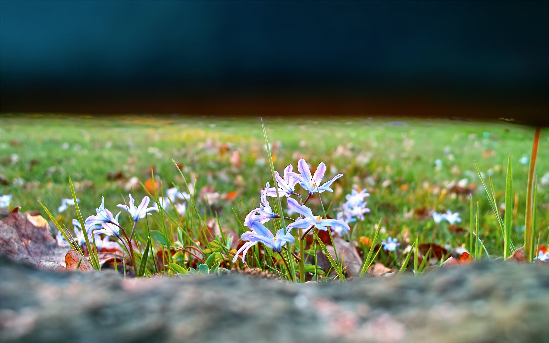 clairière herbe fleurs nature foyer