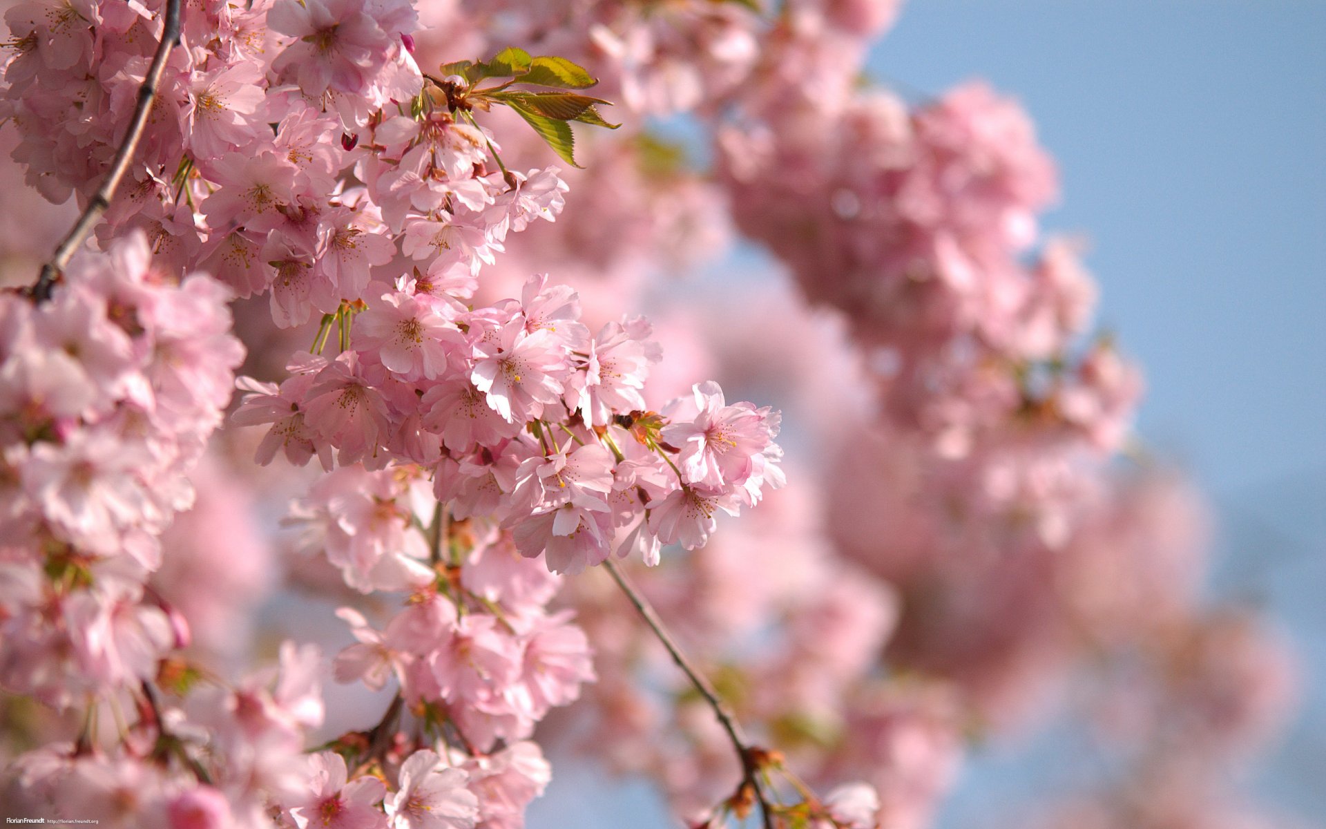 fleurs roses printemps branches ciel