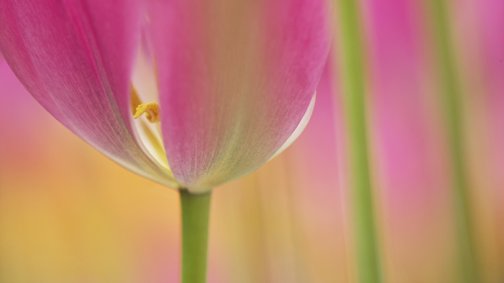 tulipe fleur gros plan