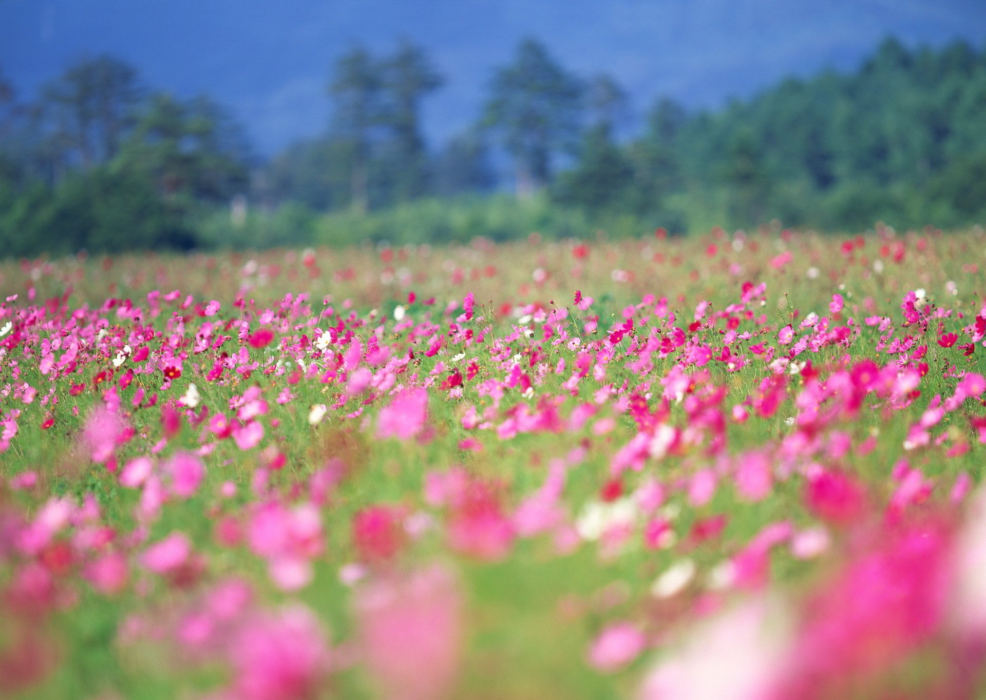 printemps fleurs été