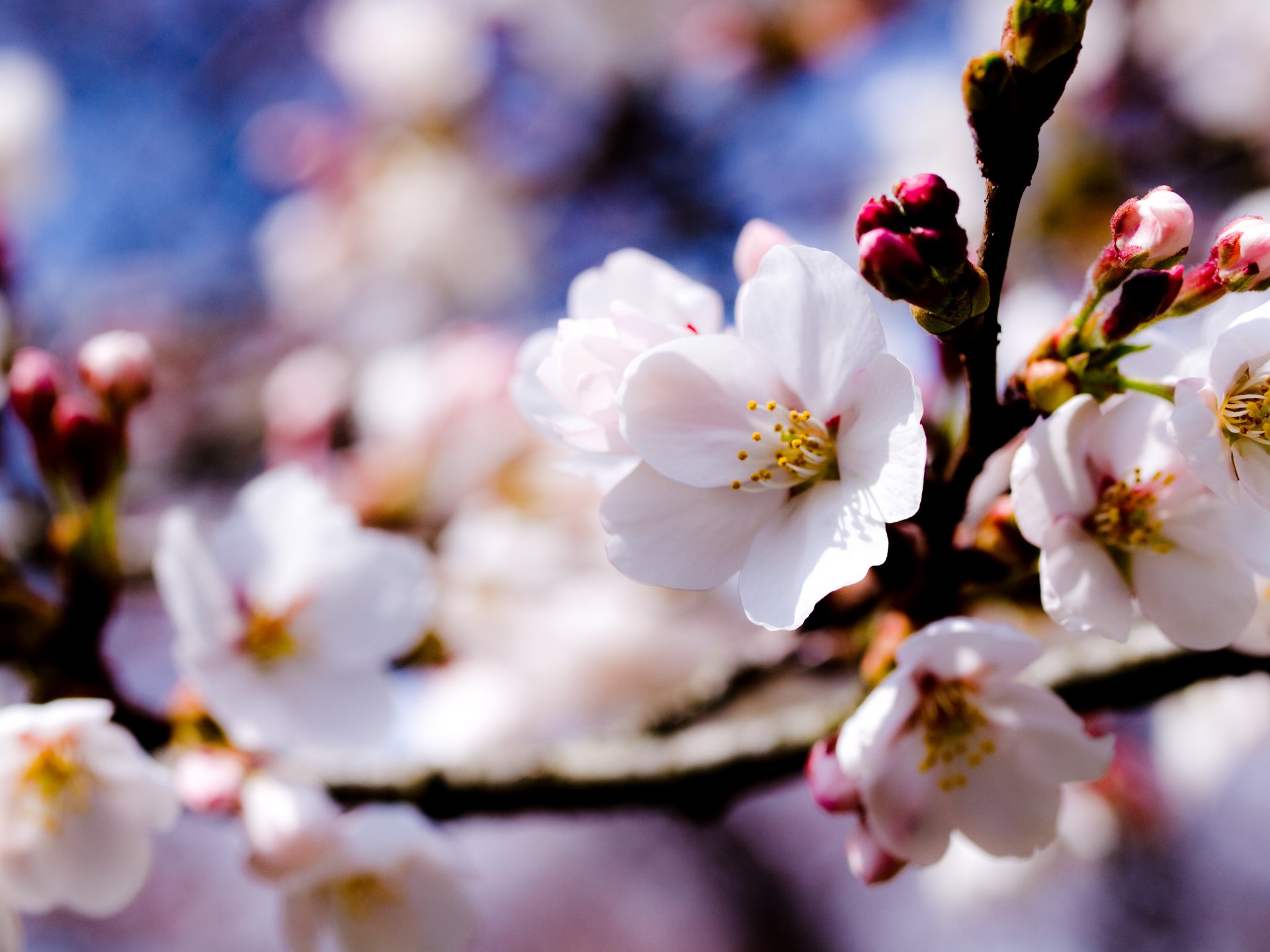 fiori bianco melo rami alberi cielo primavera