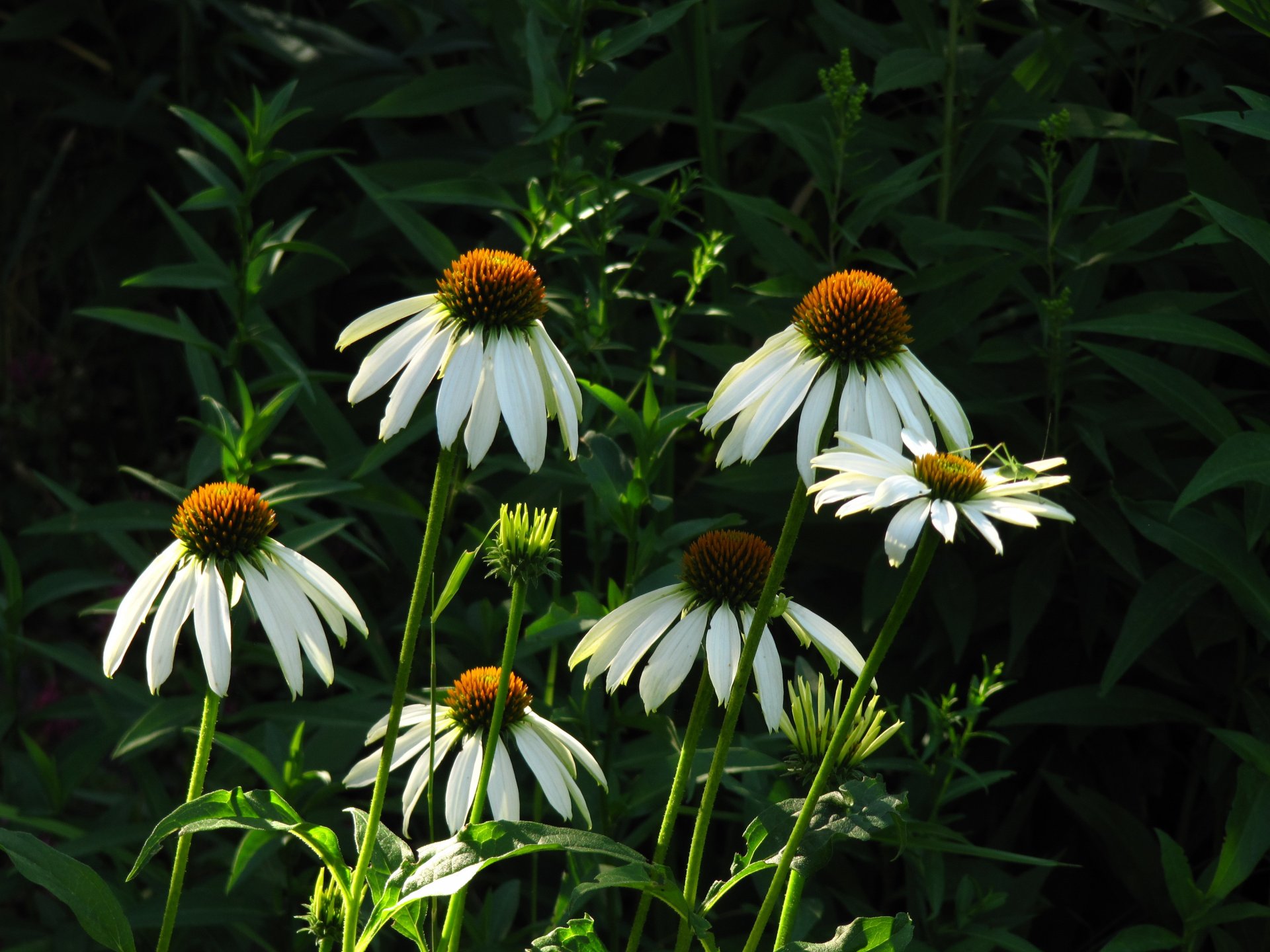 marguerites verts matin