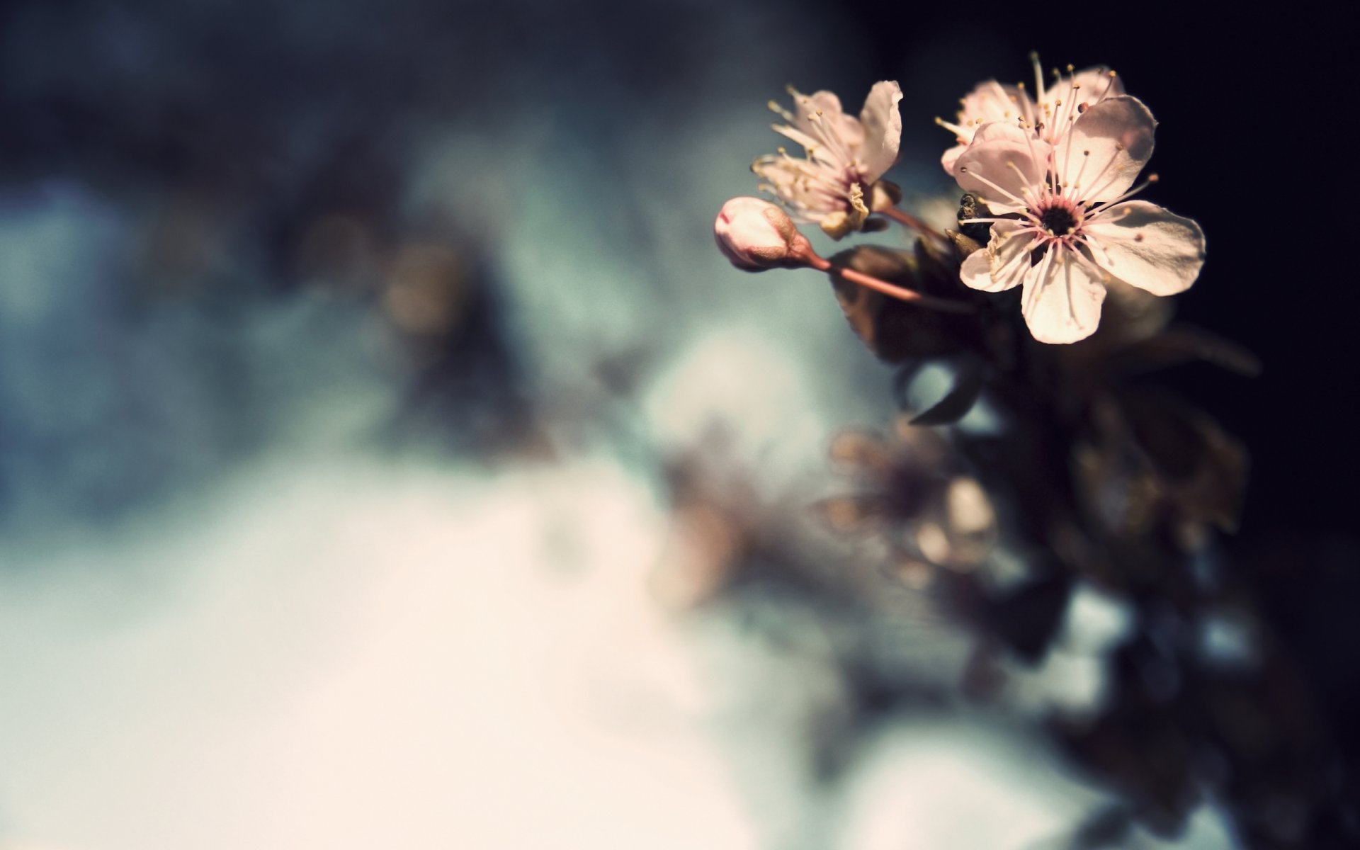 blumen kirschen knospen makro