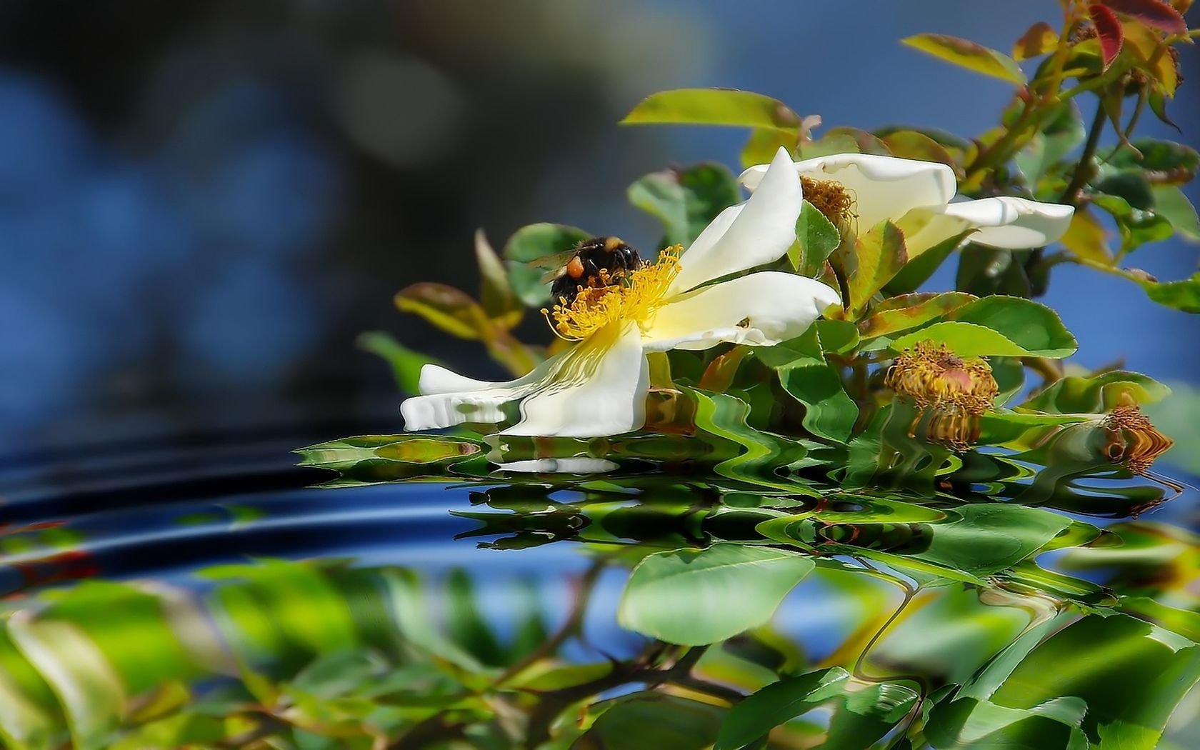 rose musquée abeille réflexion