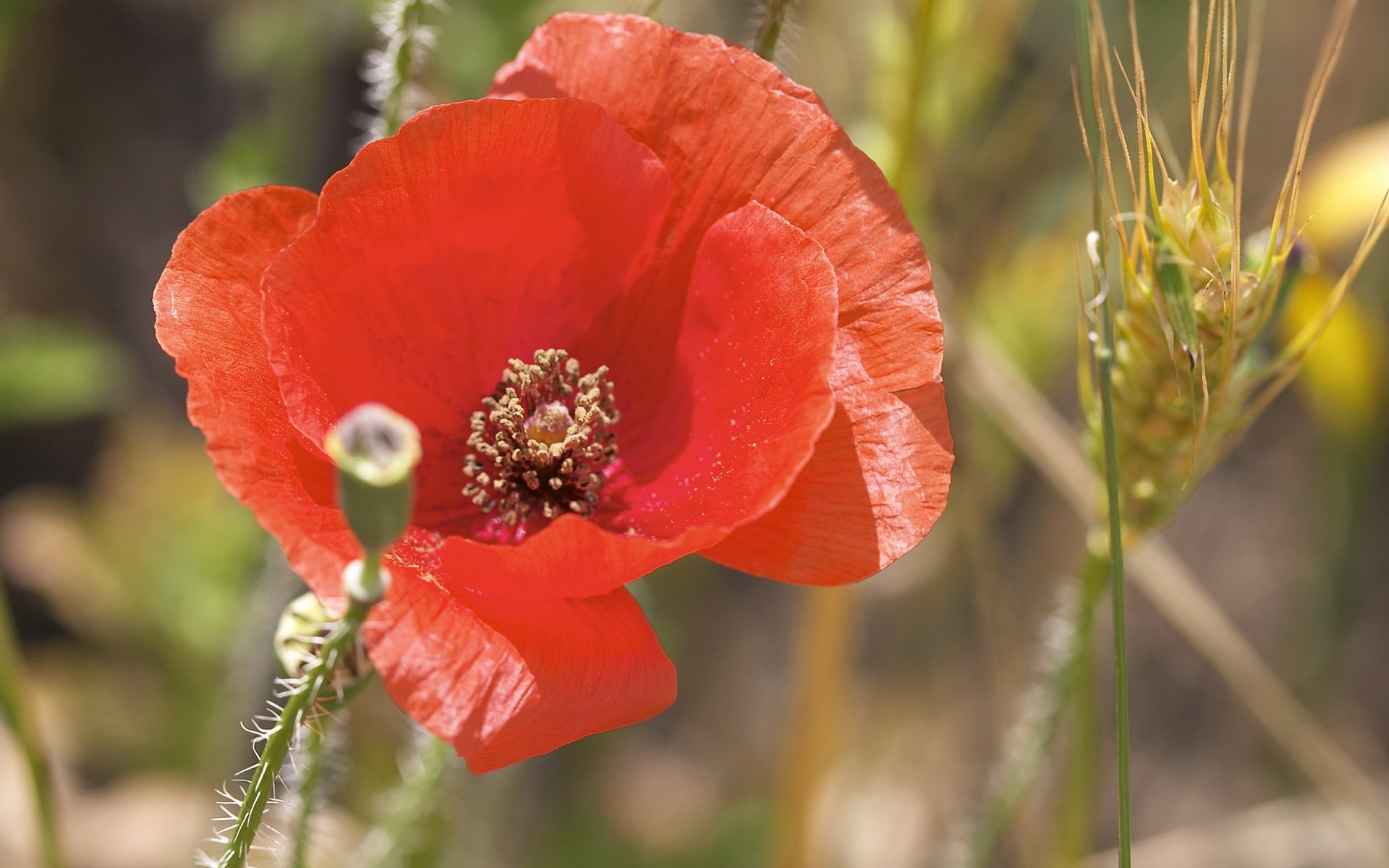 red mak.golovka close up