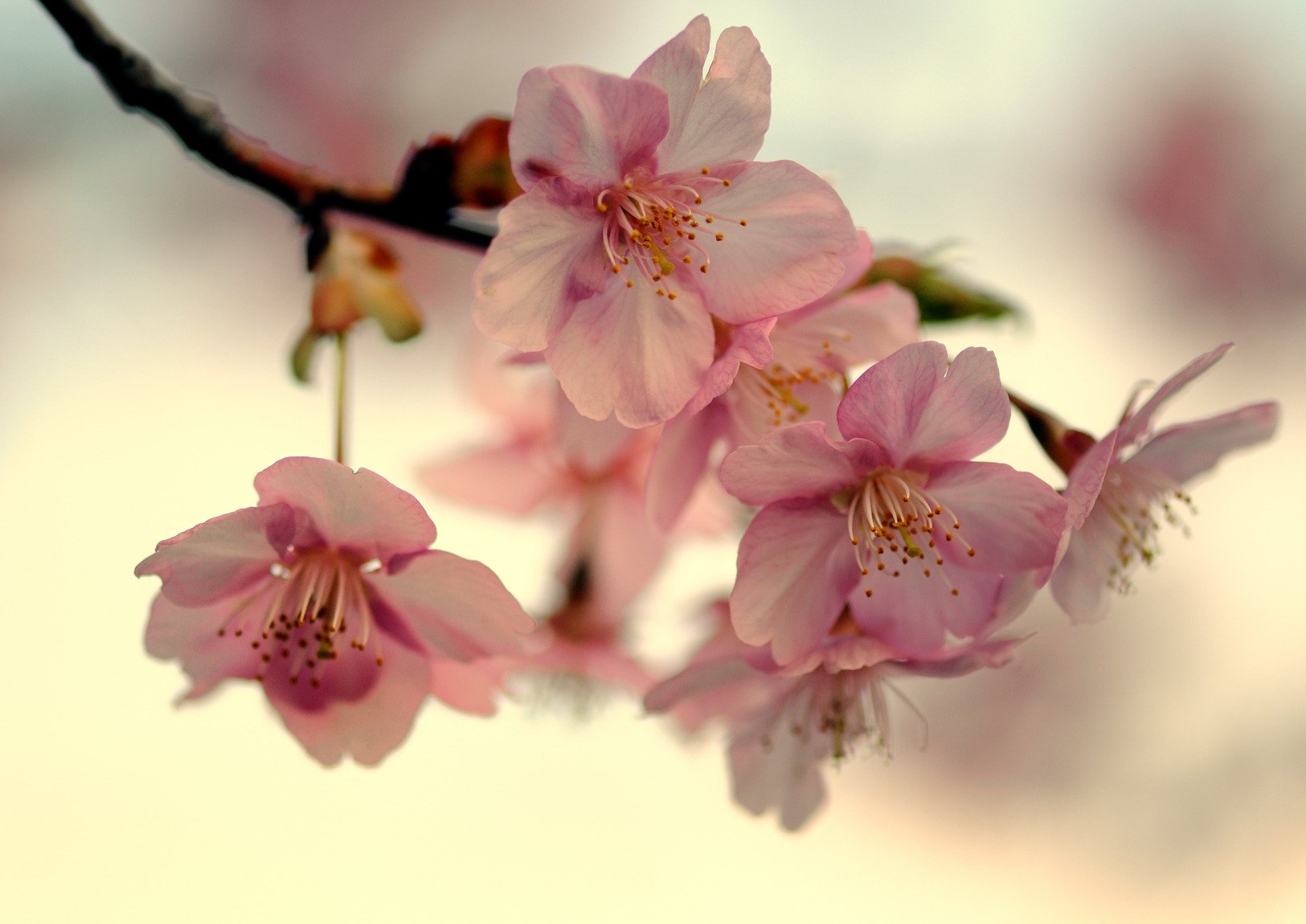 sakura oddział kwiat wiśni japonia wiosna płatki różowy niebo światło makro