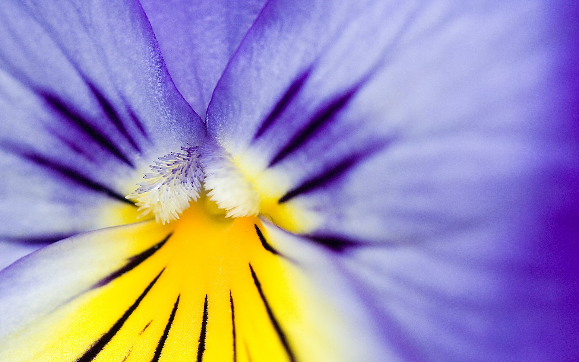 close up purple yellow