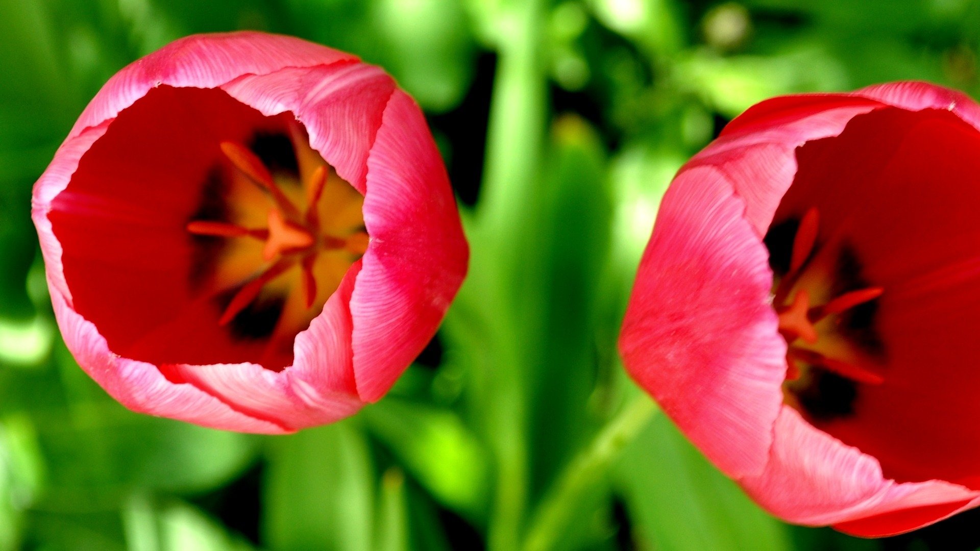 flores macro naturaleza