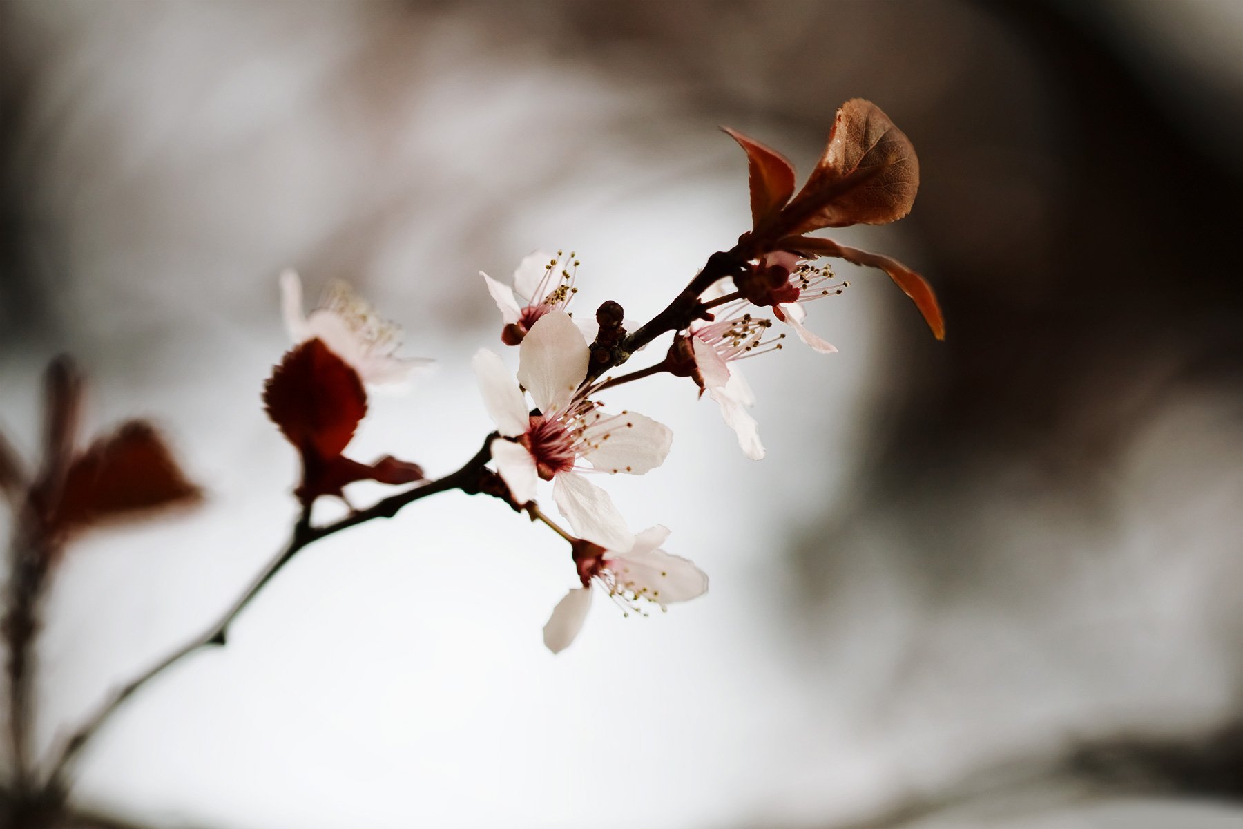 flower close up photo