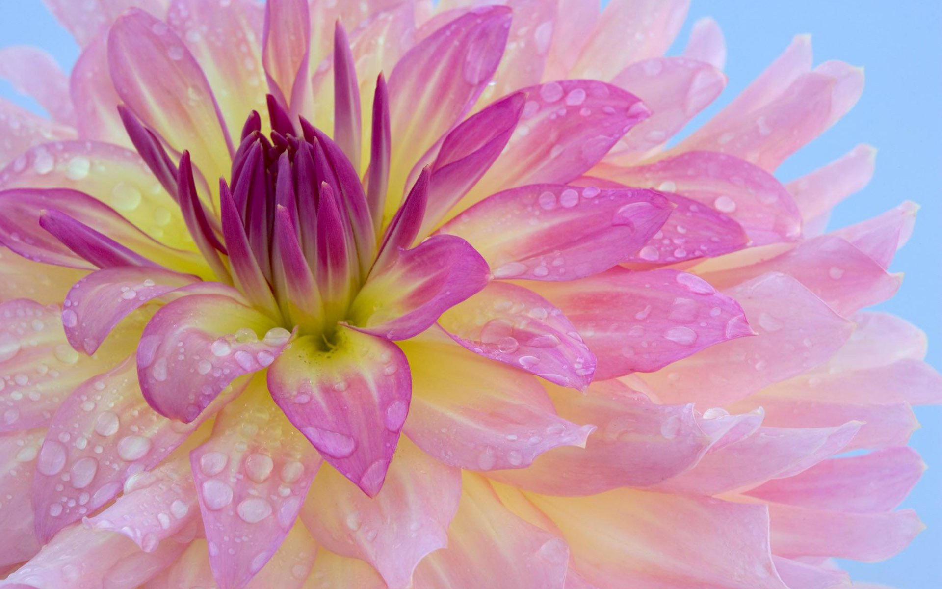 fleur rosée tendre parfum