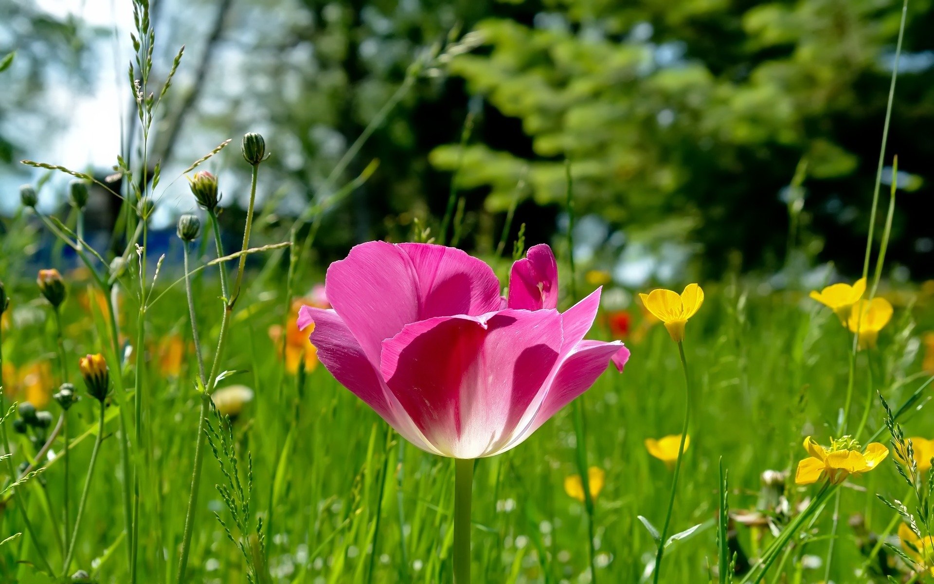 różowy tulipan polana trawa natura focus