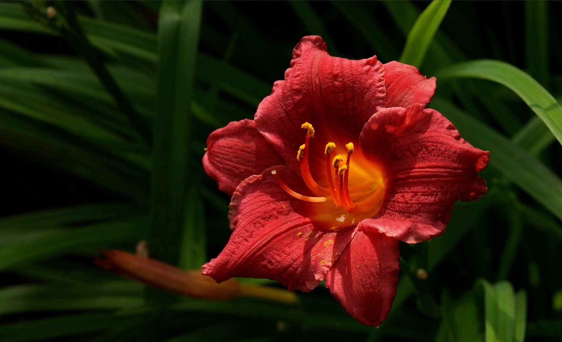 flower nature close up red petals plant