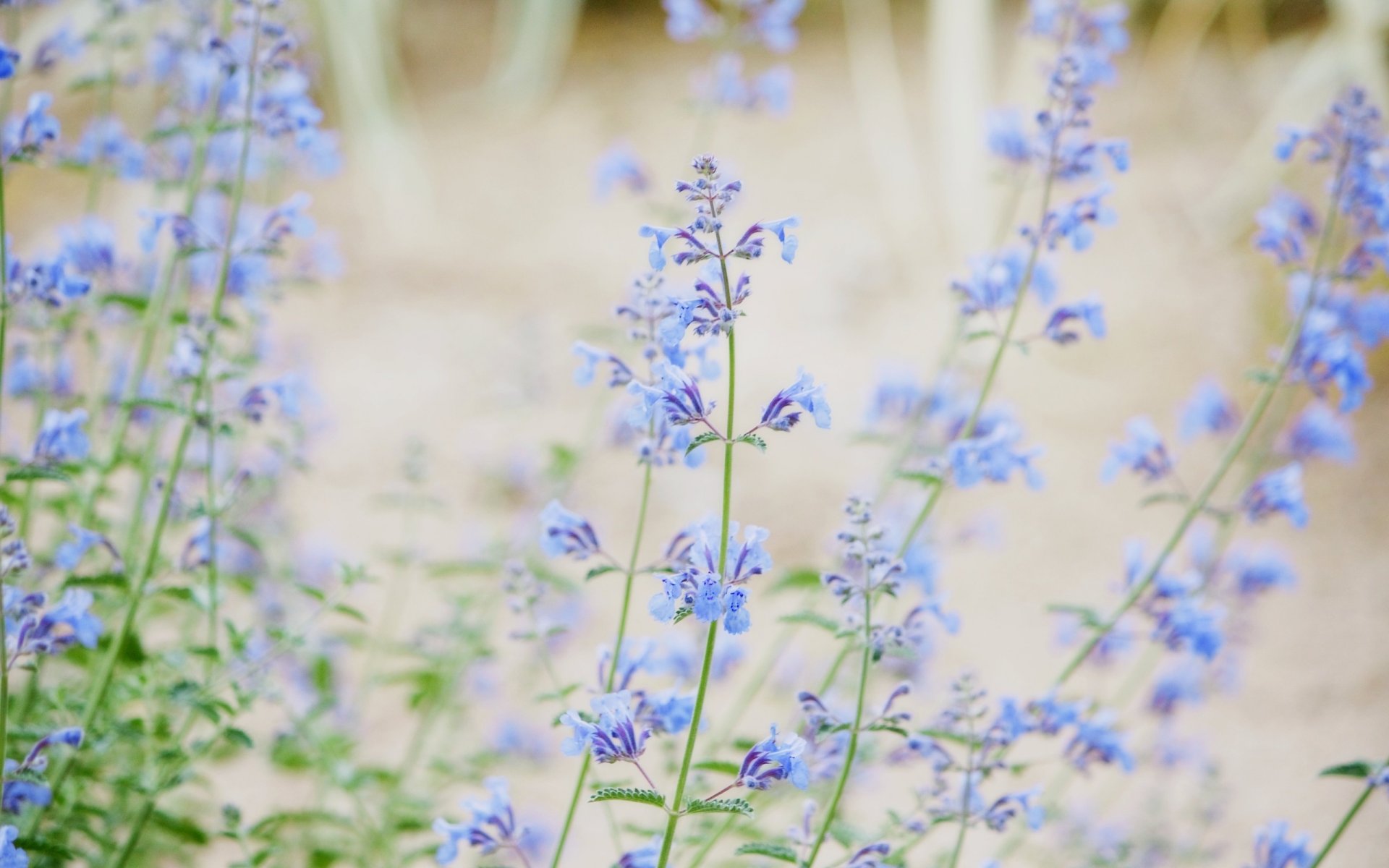 blau rosa fokus