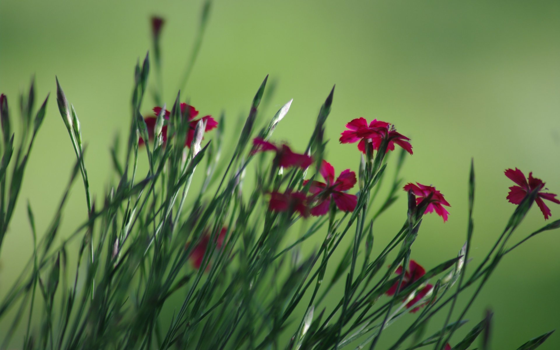 fiori verdi boccioli