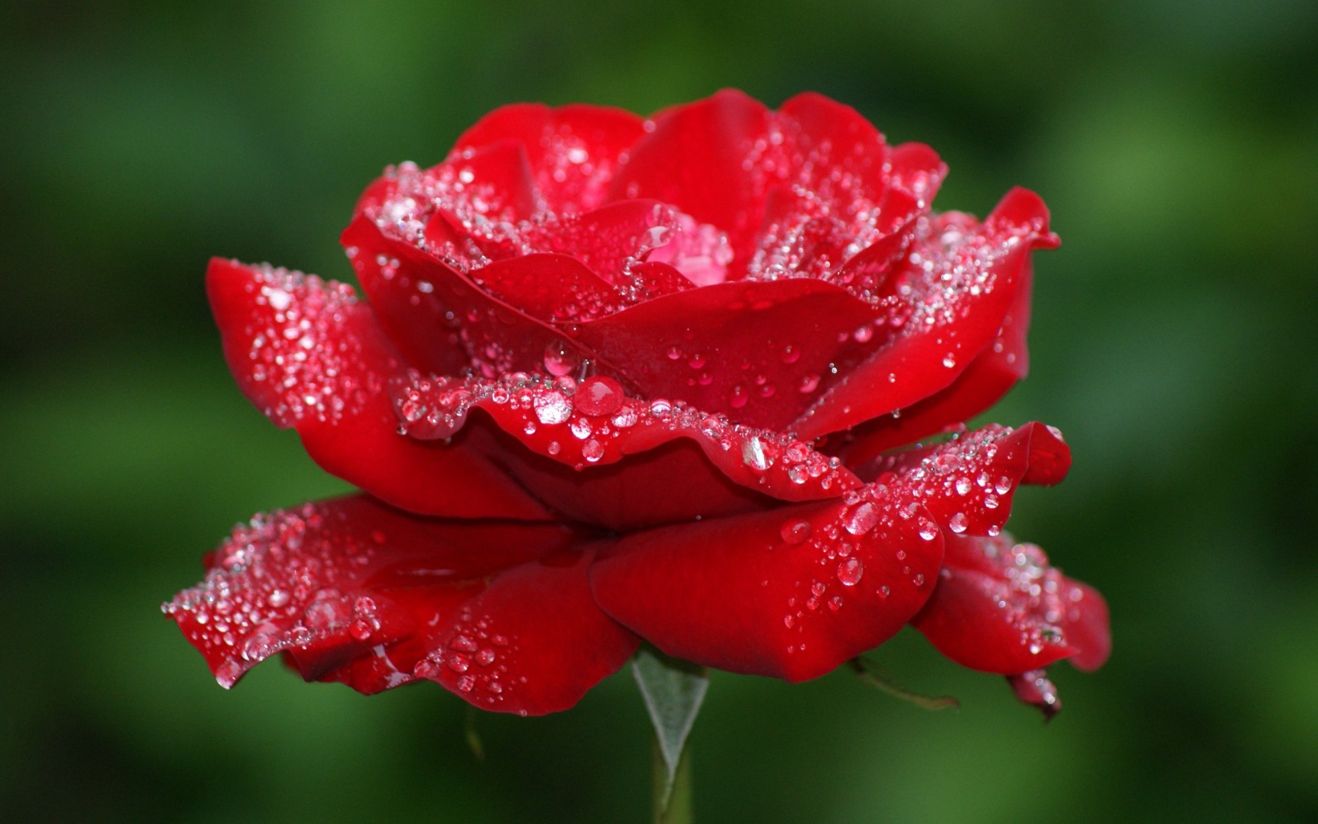 rose blume knospe blütenblätter rot tropfen tau makro schönheit