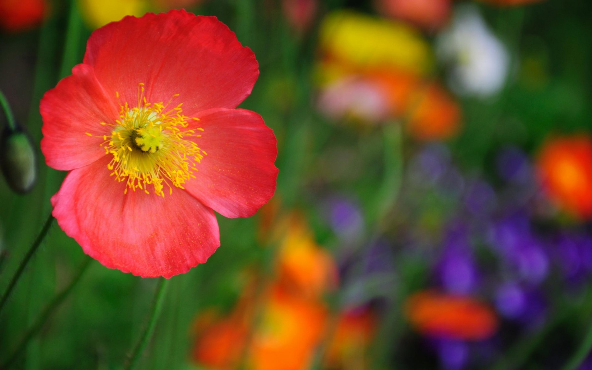 fleur gros plan rouge