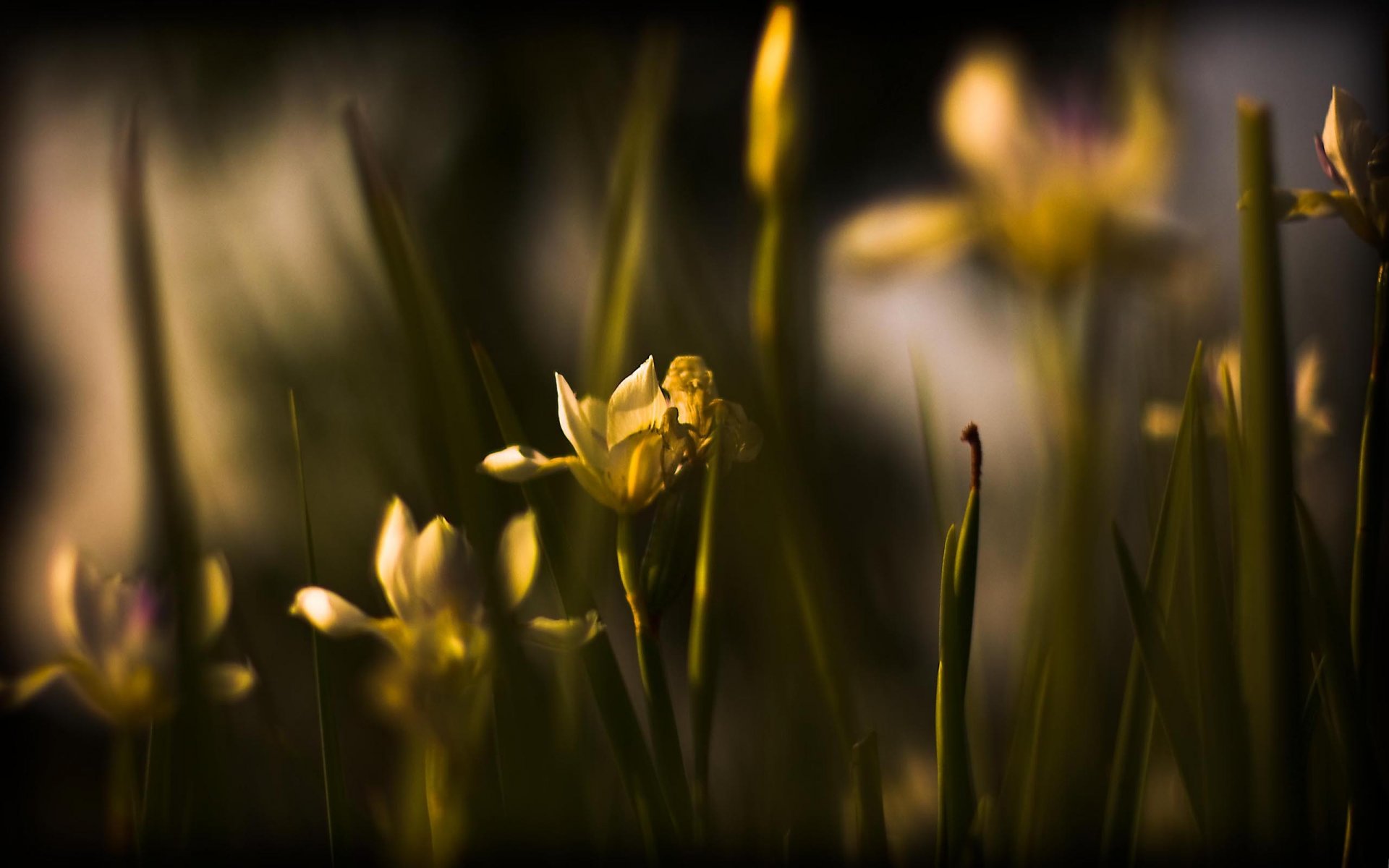 nature flower photo