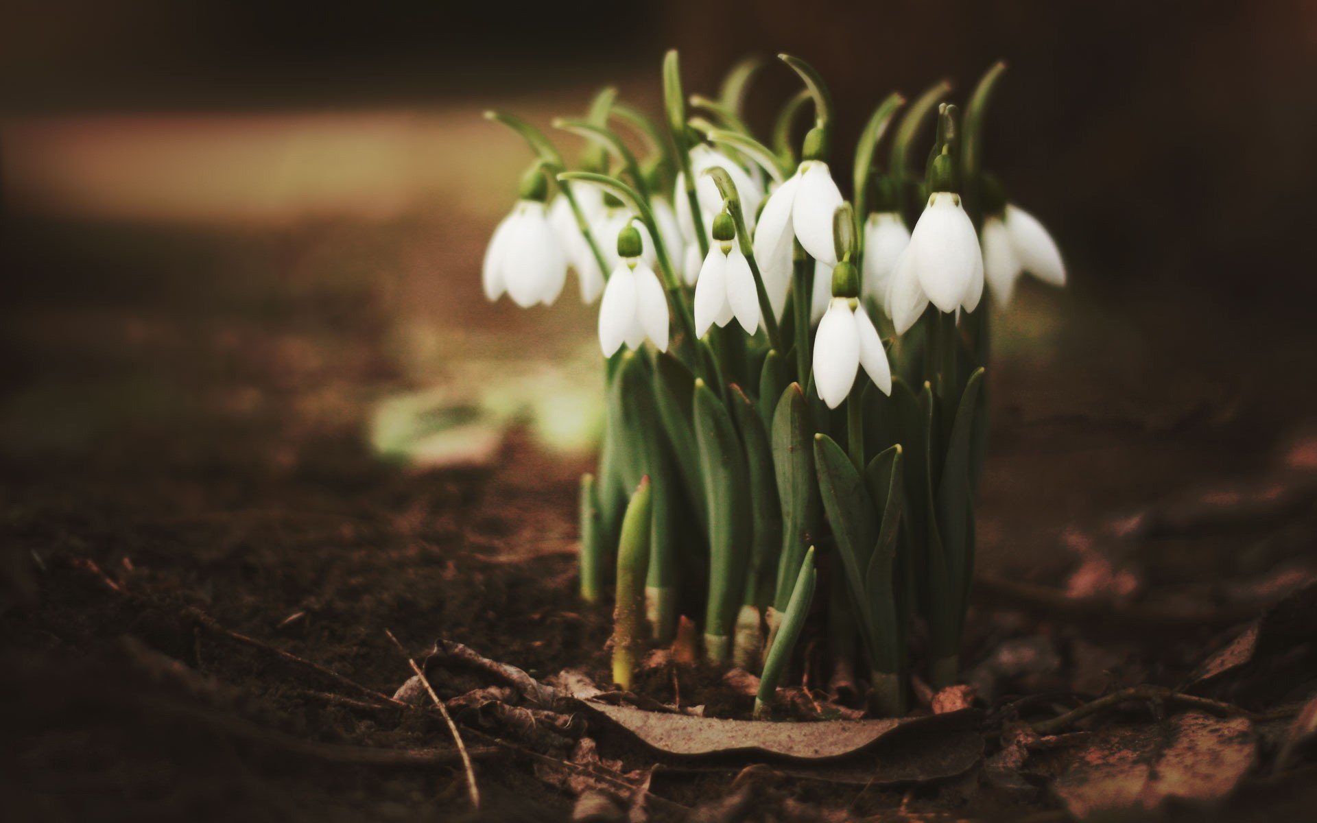 nowdrops spring leave