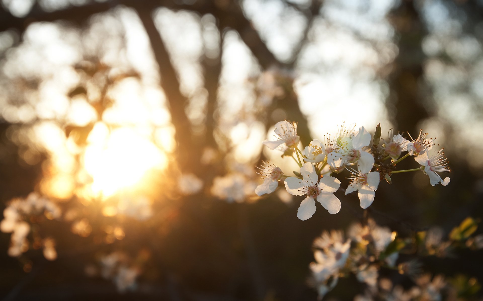 frühling golden sonne