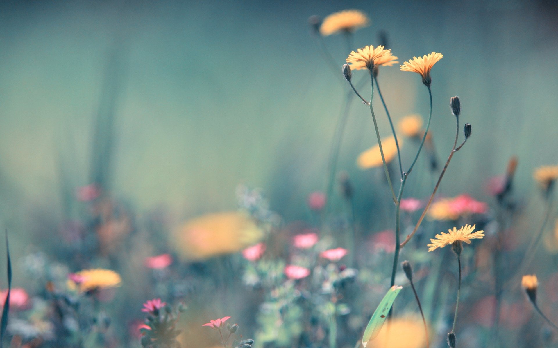 blumen gelb rosa gras pflanzen feld sommer makro unschärfe leichtigkeit