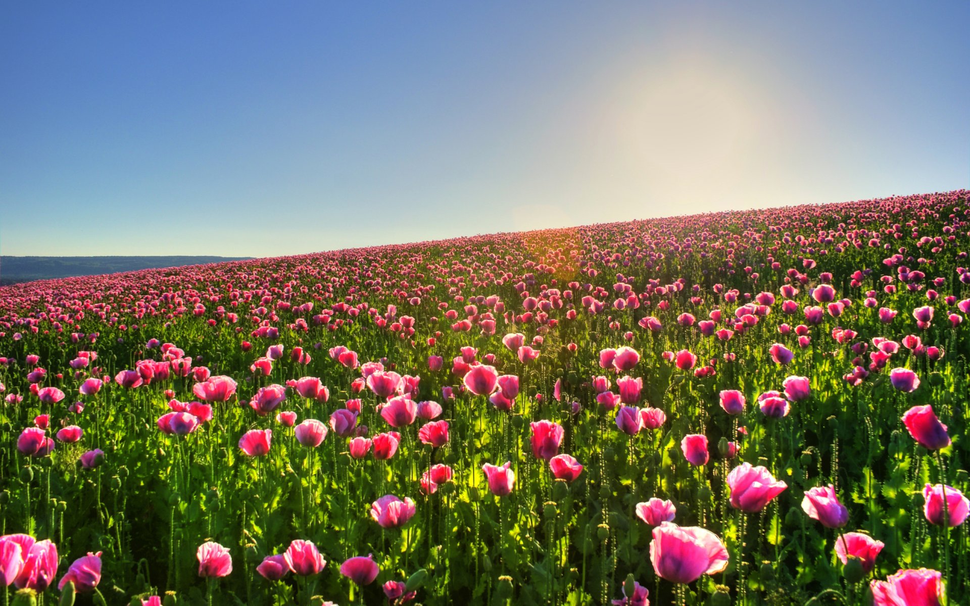 fiori natura campo sole