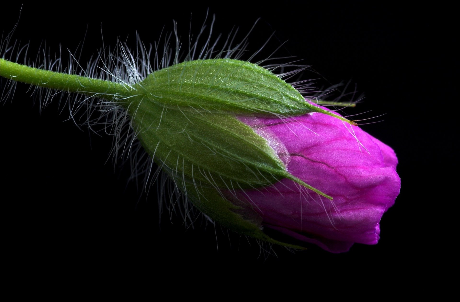 oscuro flor brote