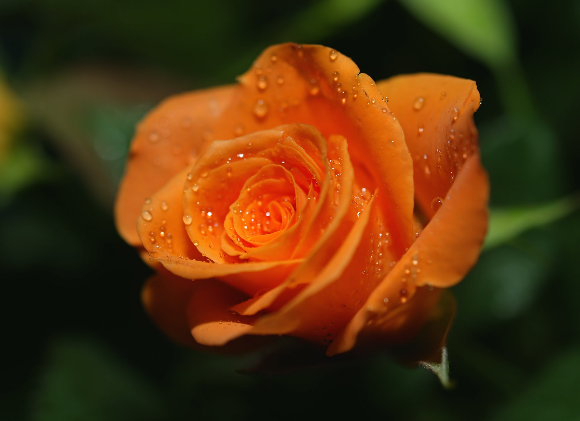 rose orange bright. drops rosa