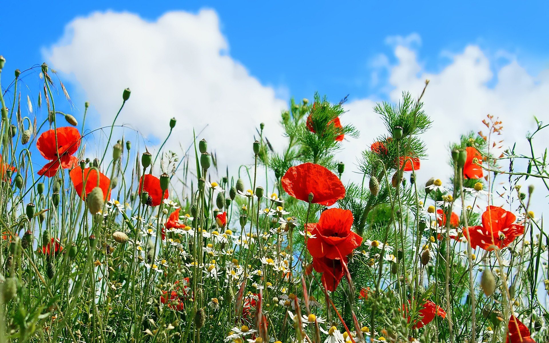 mohn kamille gänseblümchen blumen himmel wolken