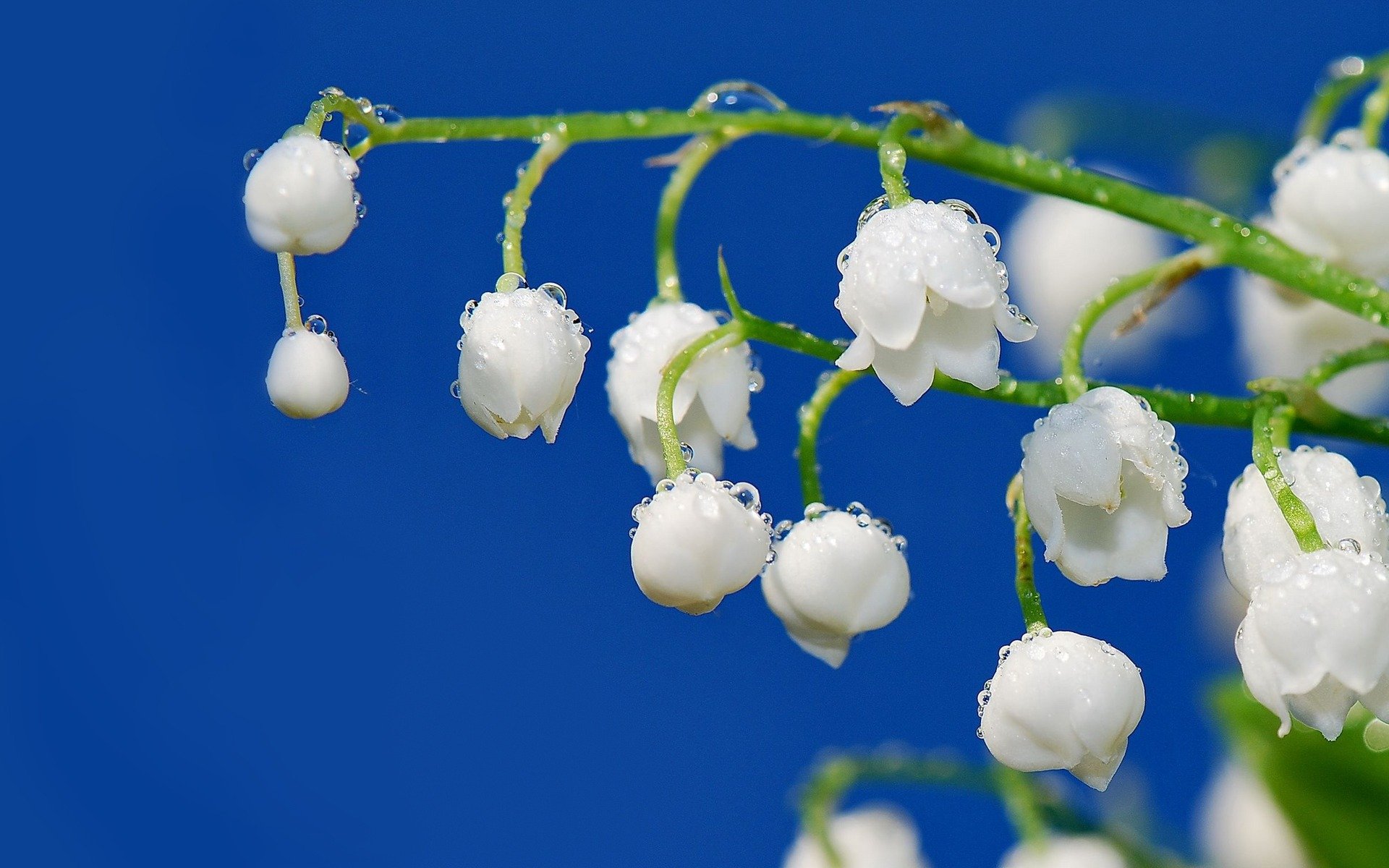 ramoscello grappolo fiore bianco mughetto gambo rugiada gocce primavera freschezza tenerezza